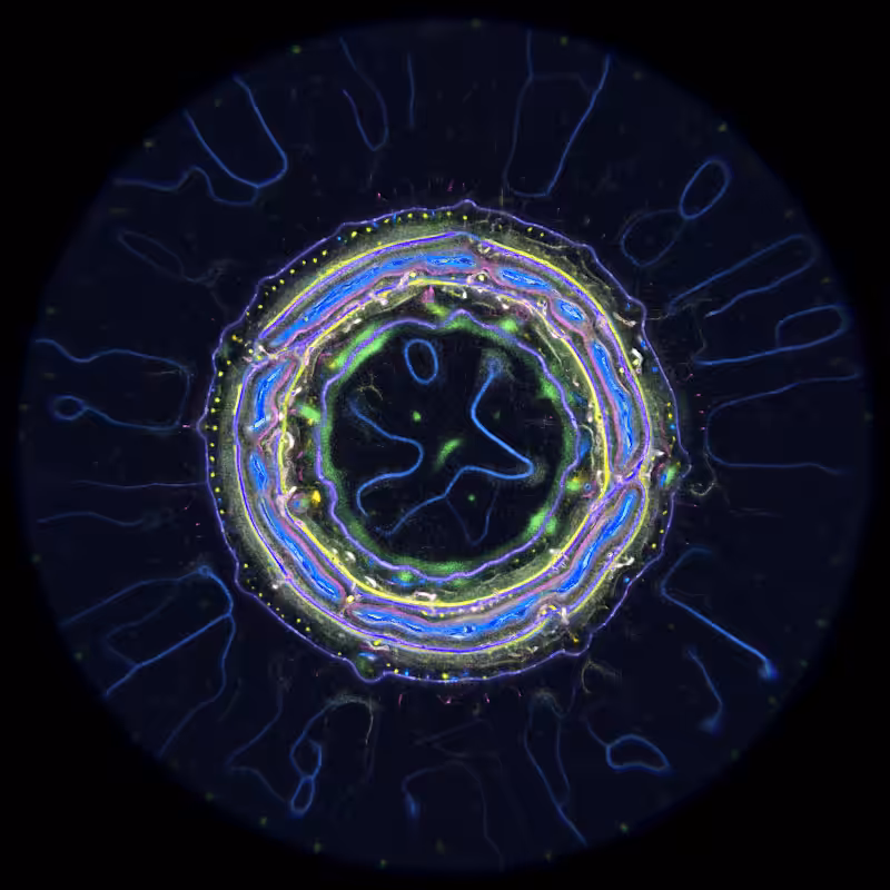 Ethereal Microcosm #114