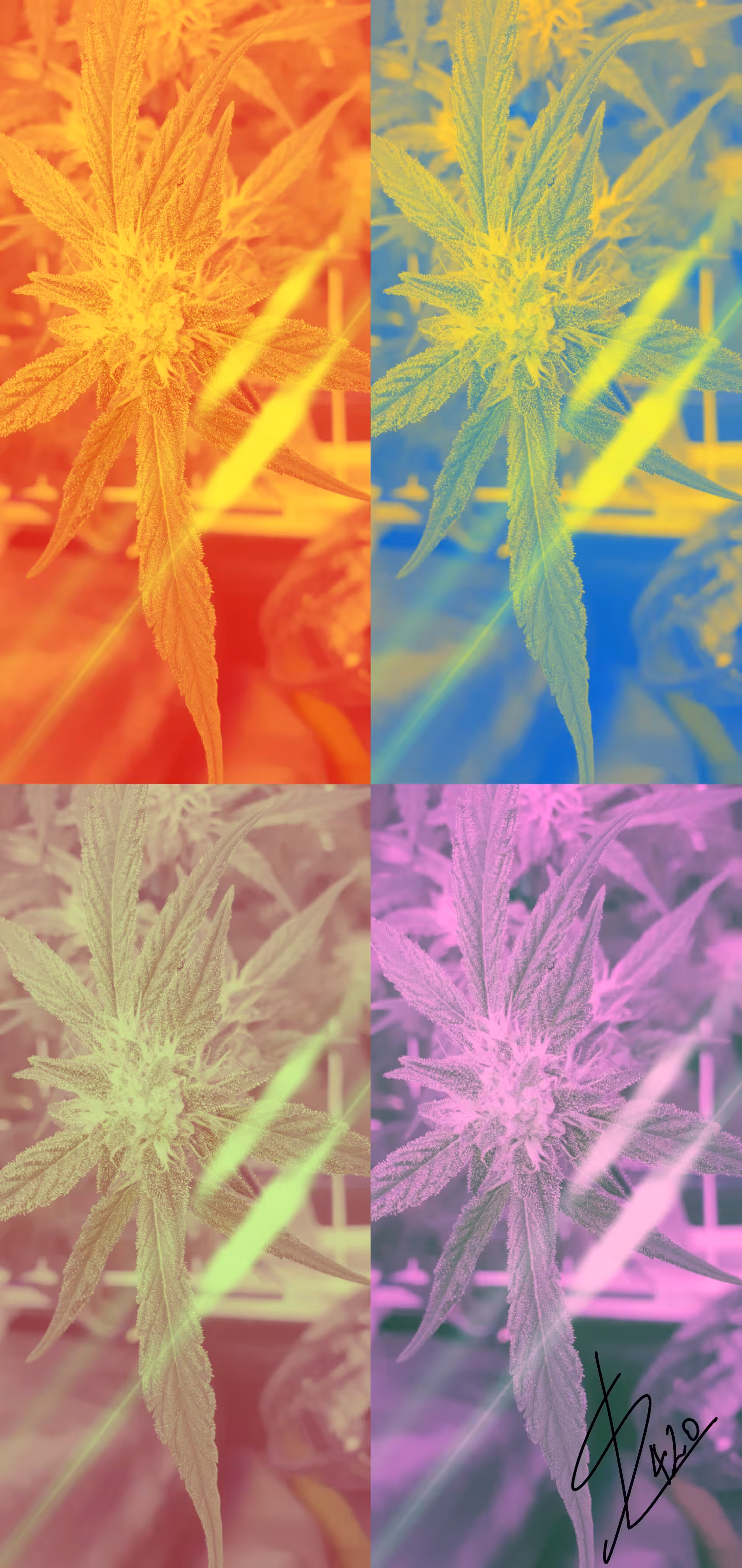 Reflections of Weed