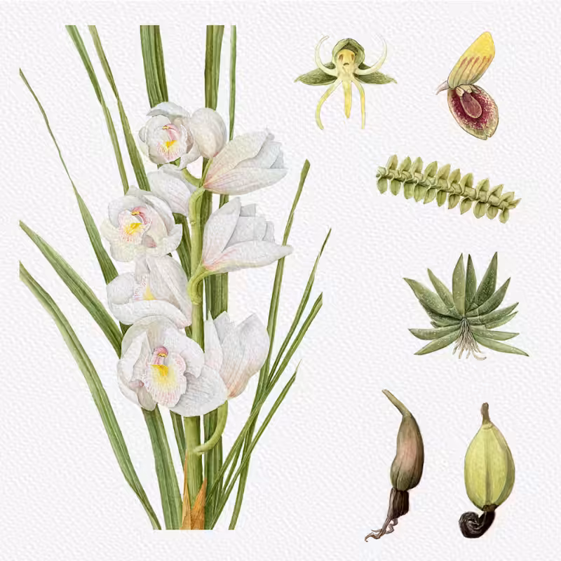Botanical Illustration - Orchids 1 #42