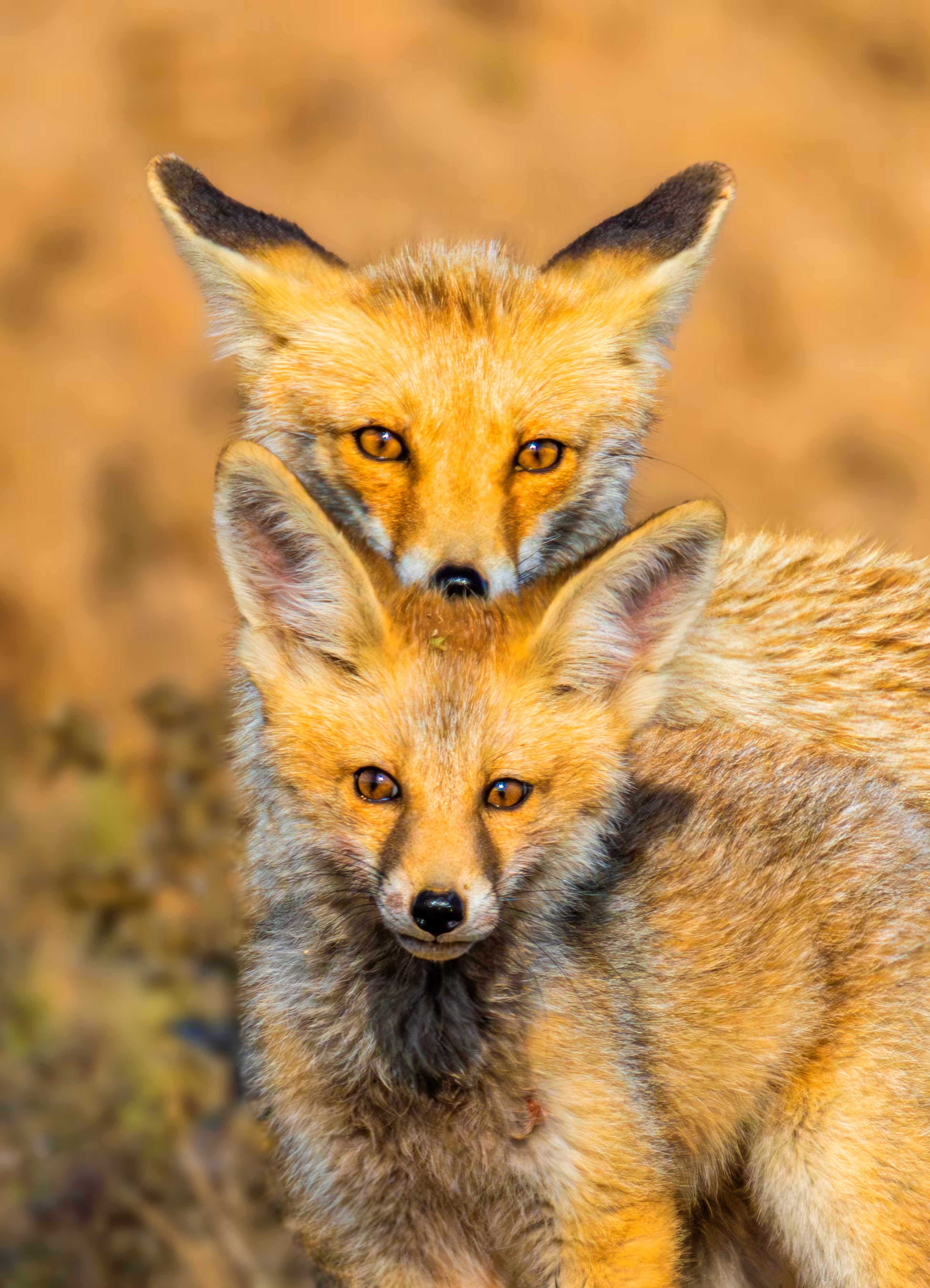 Mother and Cub: A Tender Gaze