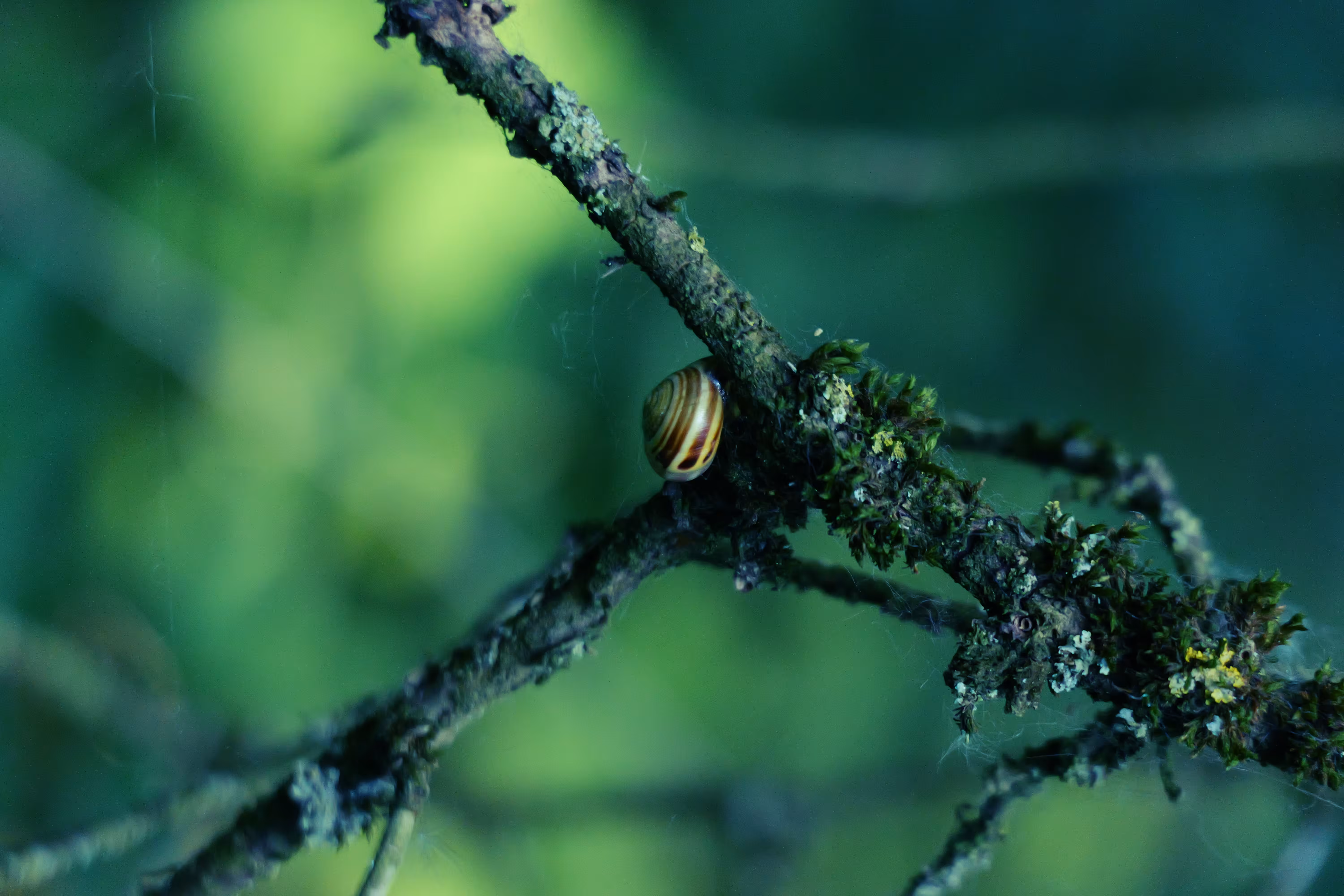 Green - Nature - The True Artist