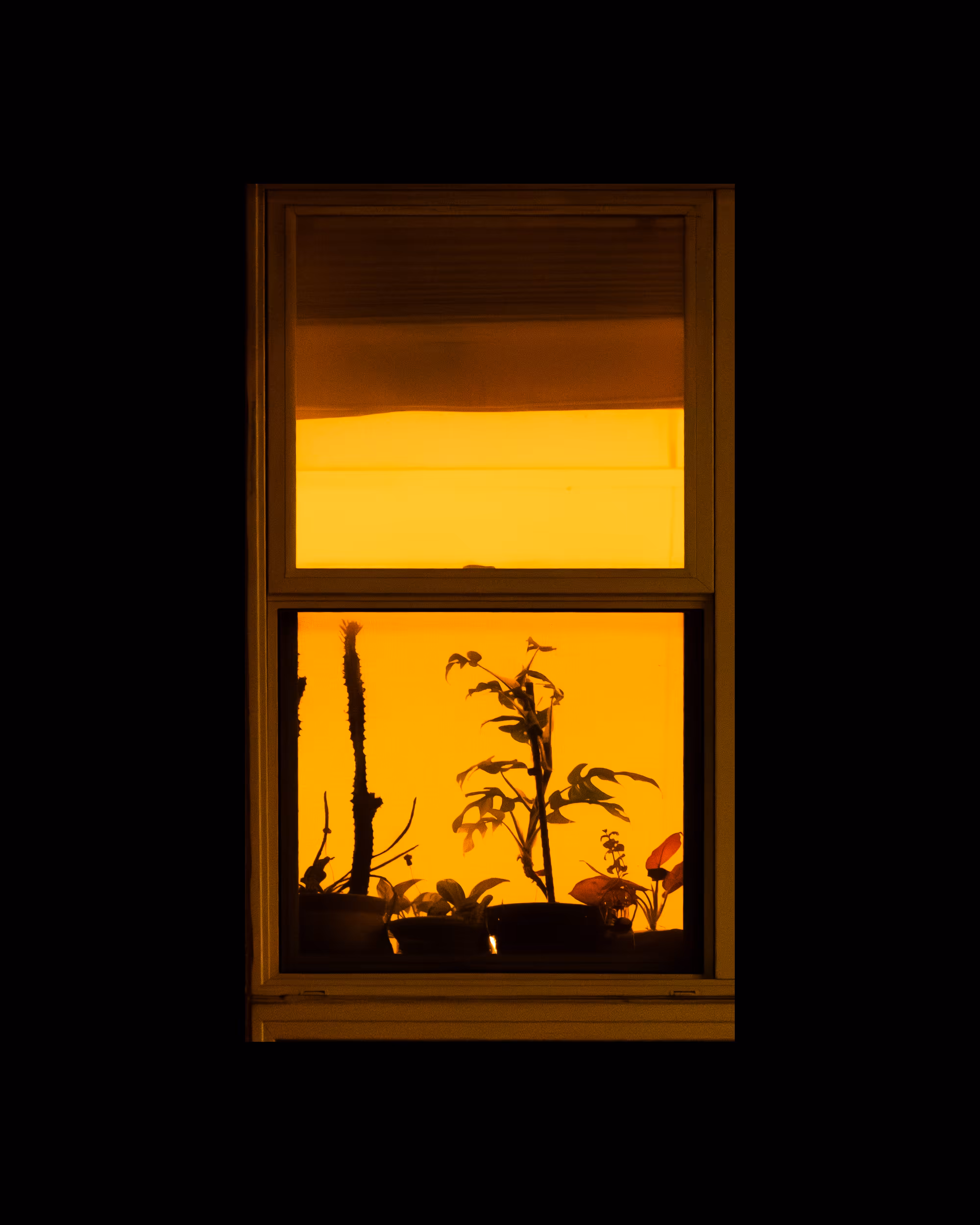 WINDOWS // NYC: WINDOW 789