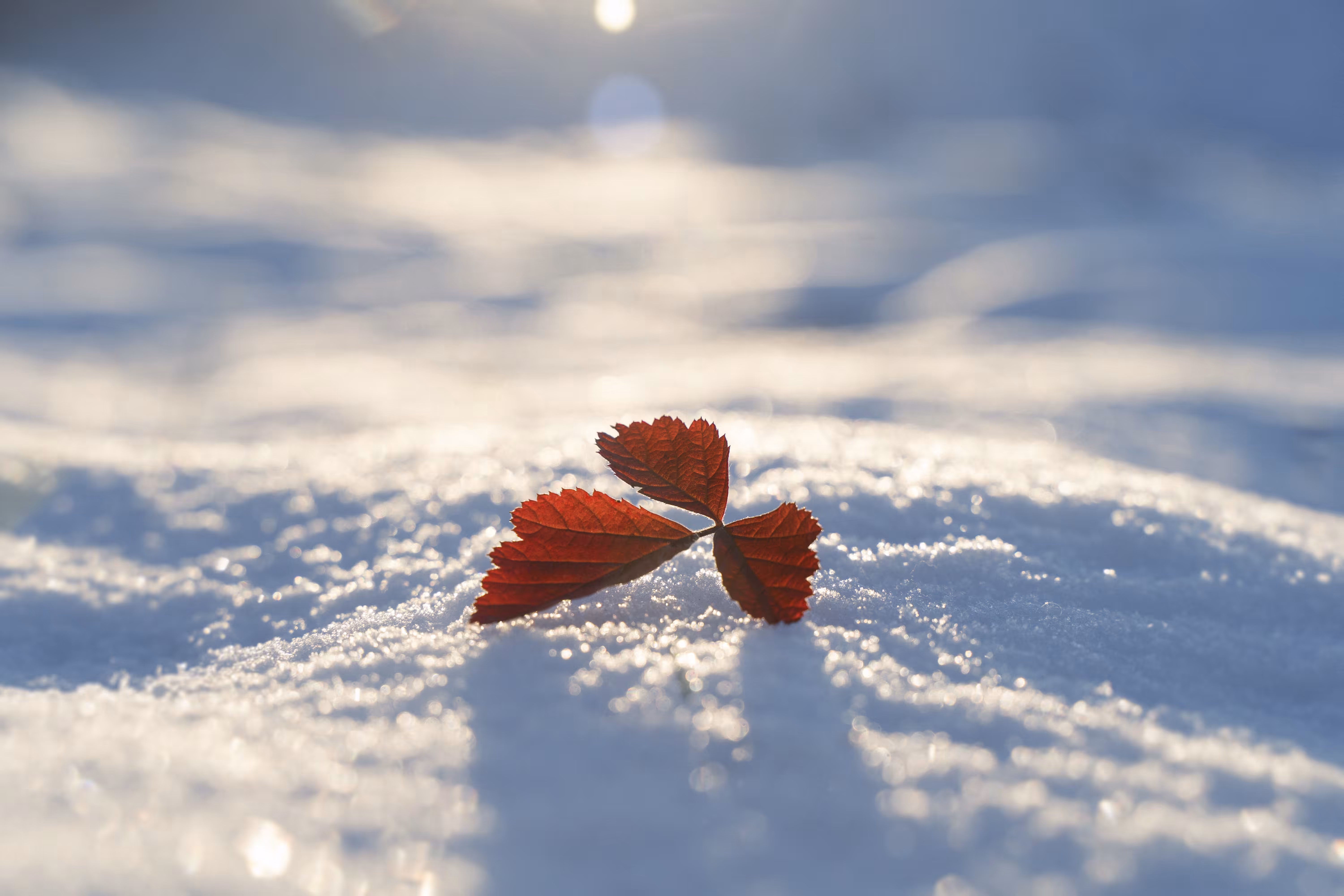 A Leaf Lost in Time