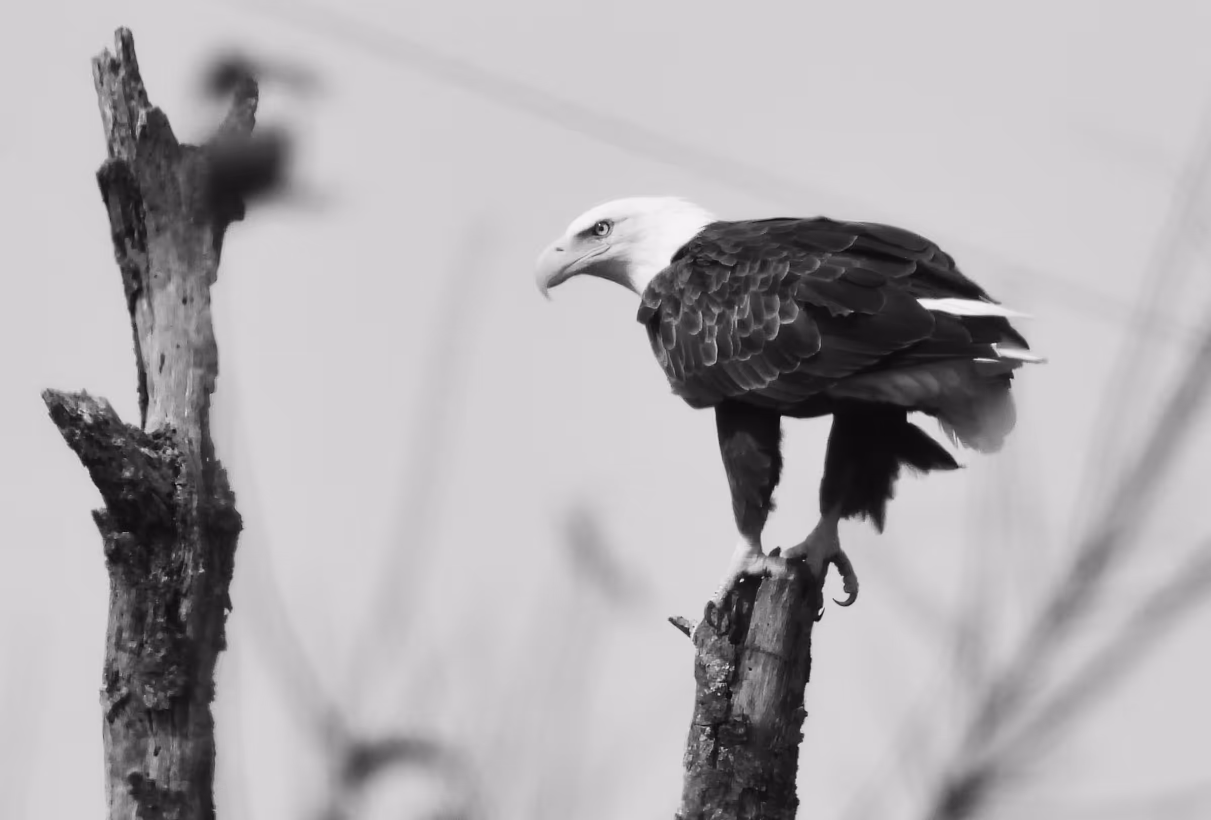 HICtober #014 - Bald Eagle
