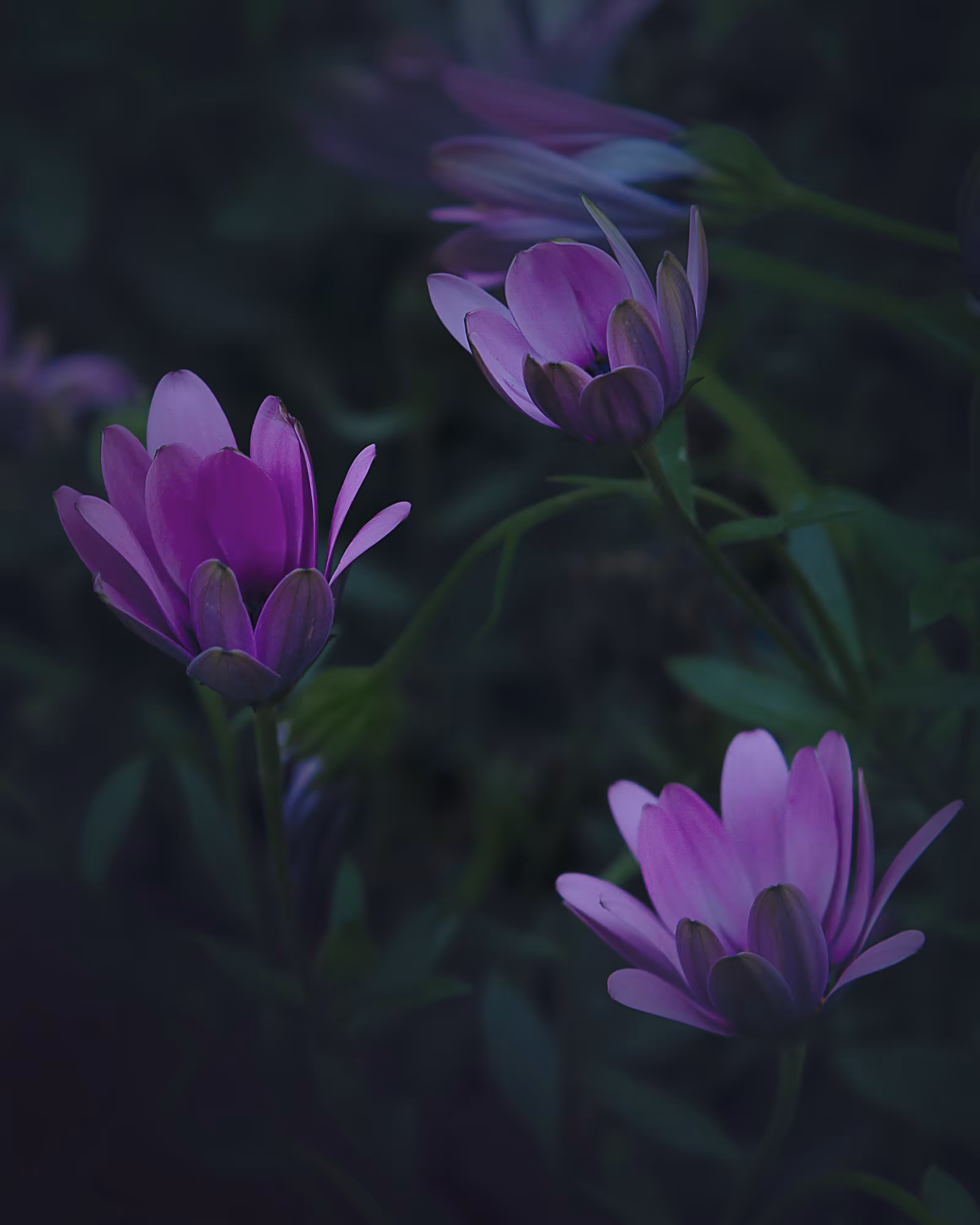 WildFlowers