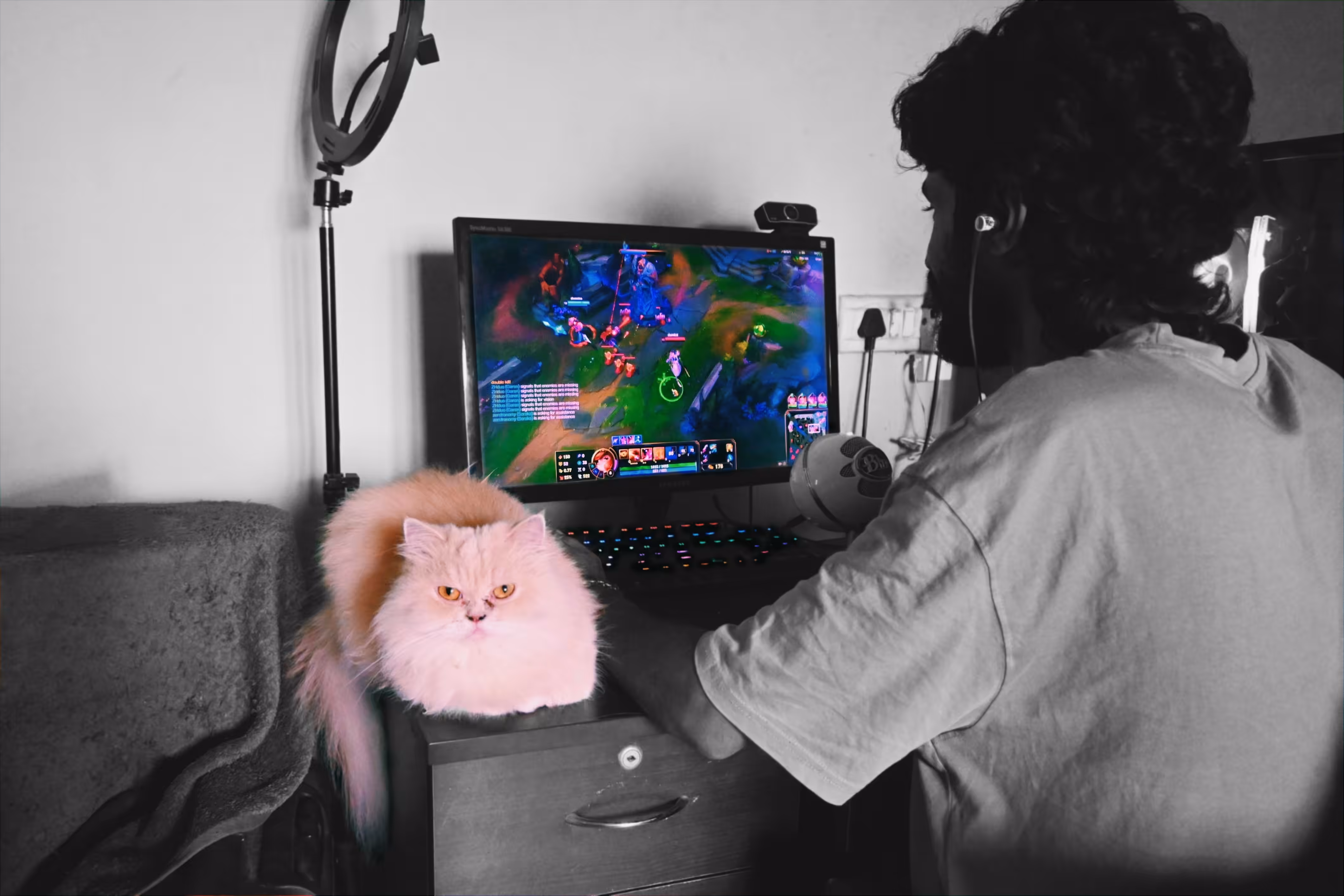 Diary of an NPC Cat