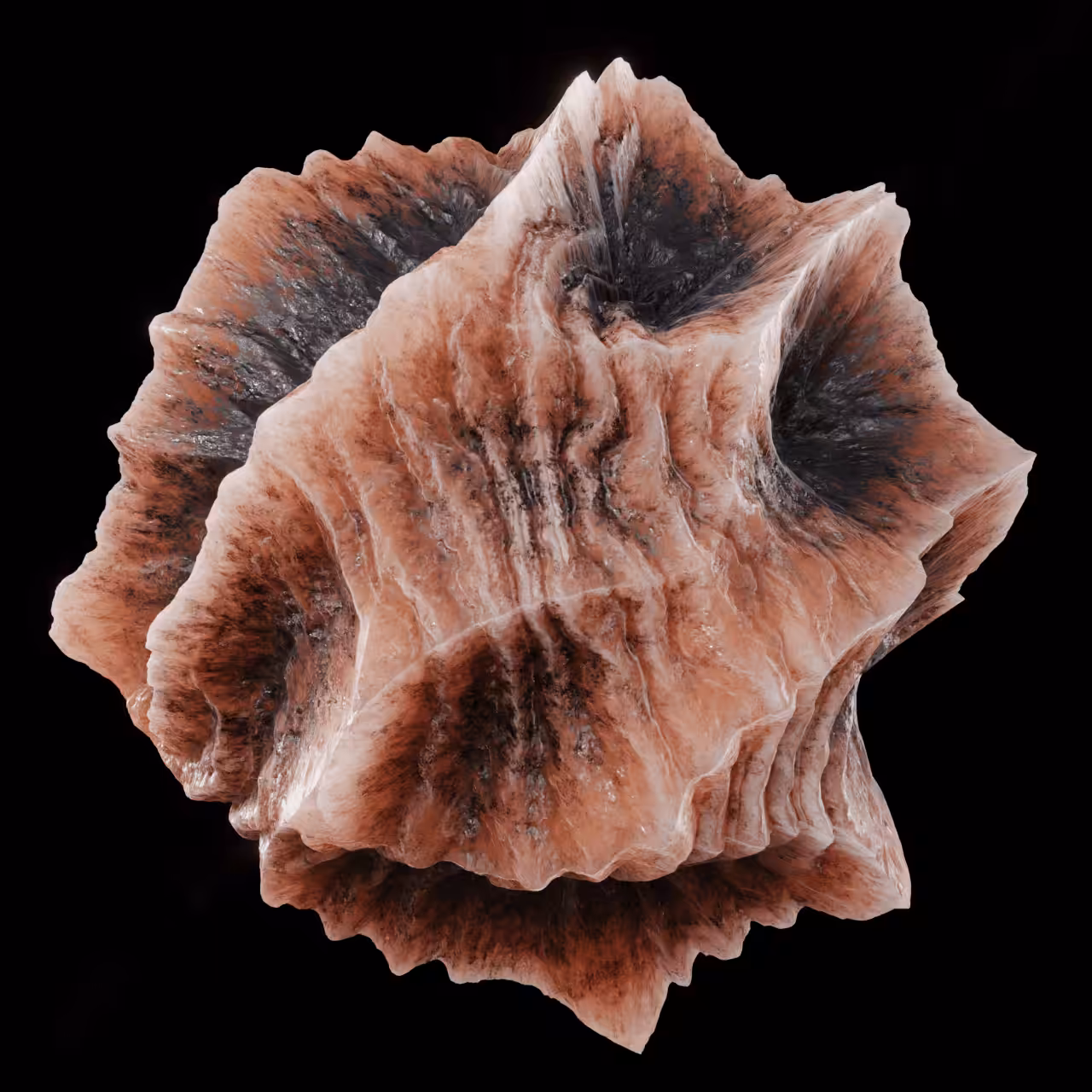 Triceratops Fossil