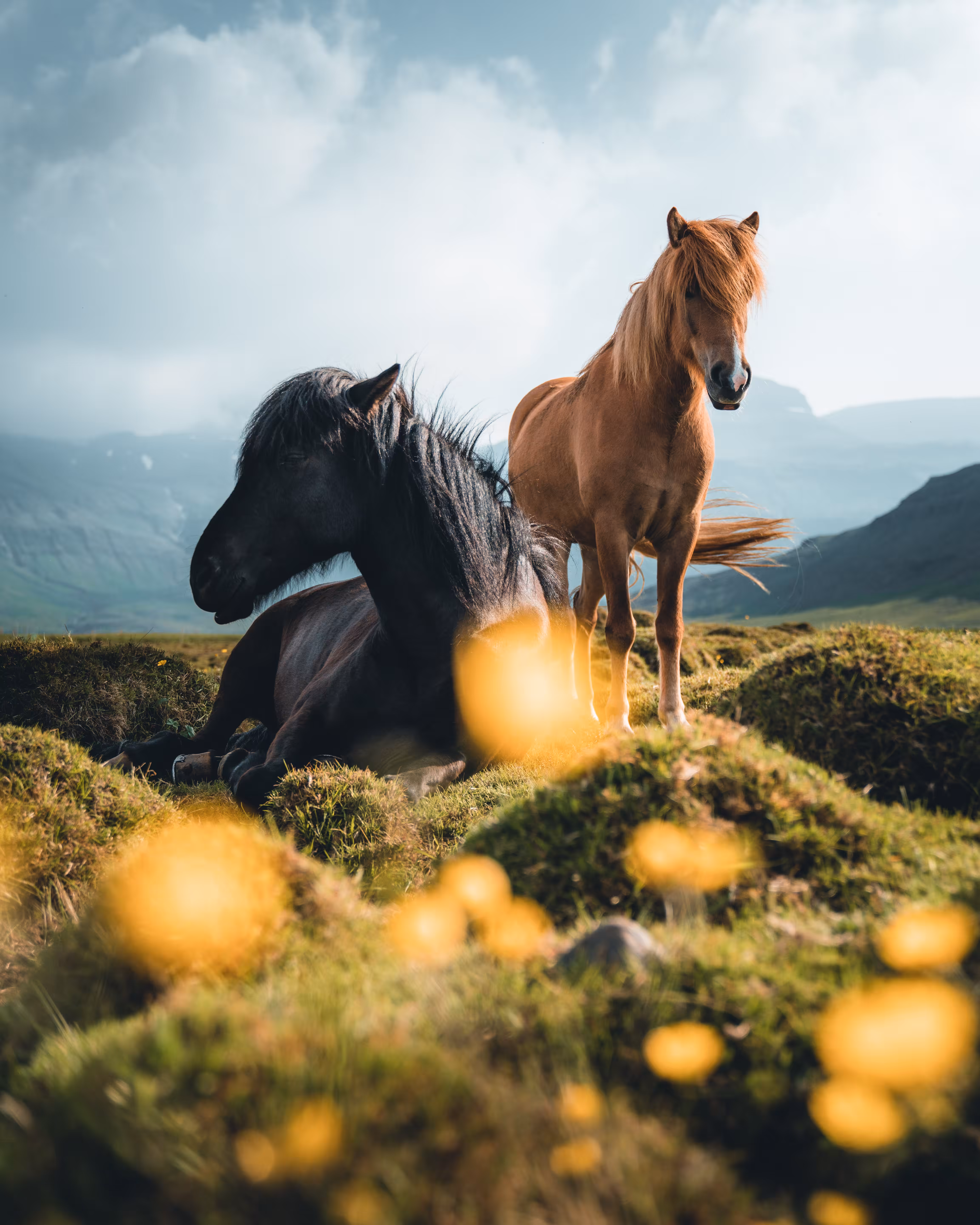 Majestic Grace 