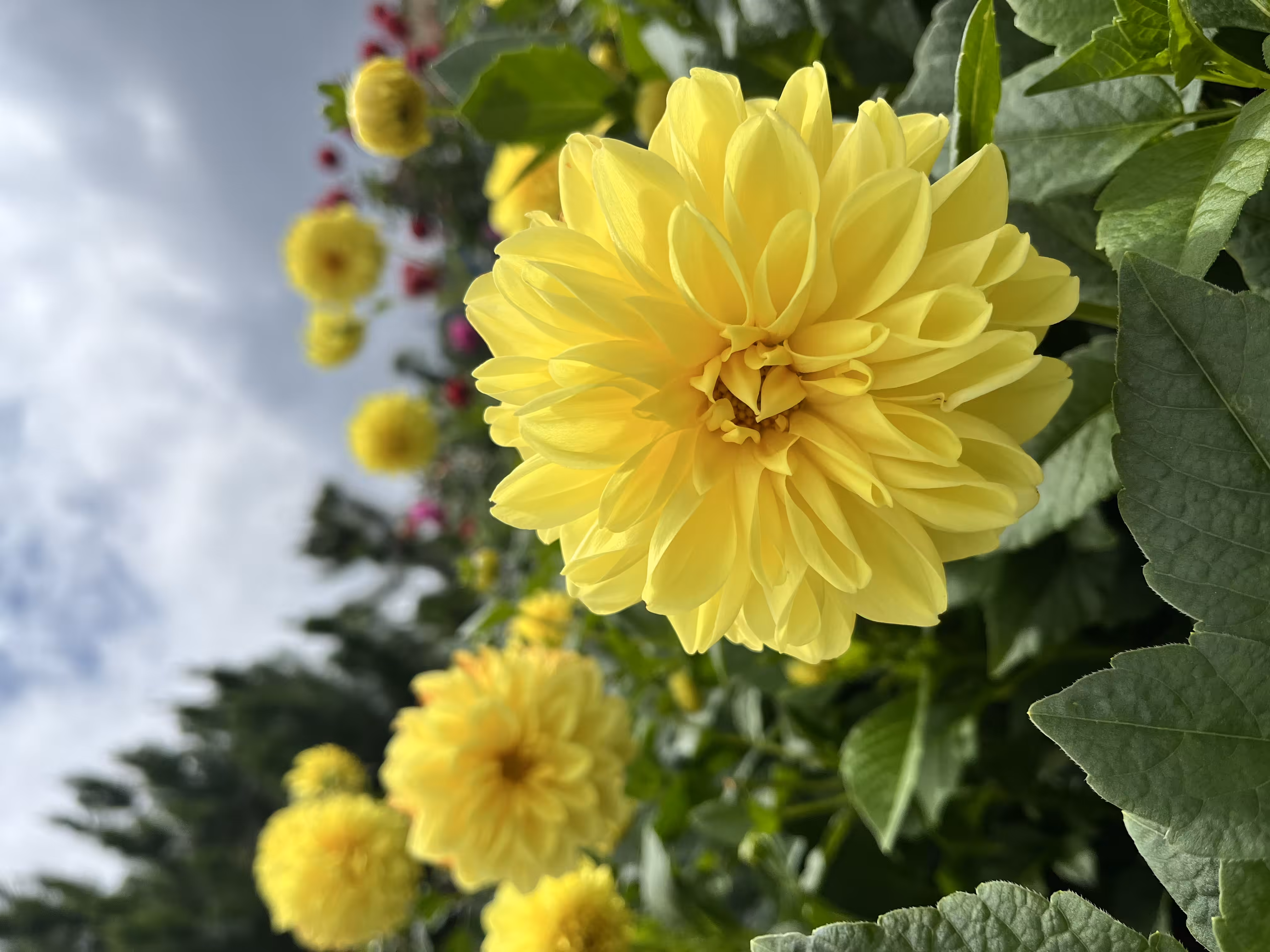 dahlias in bloom