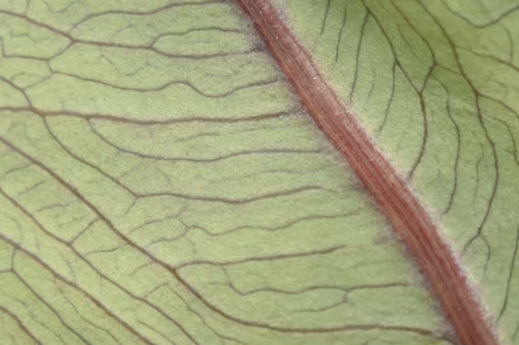 Vein