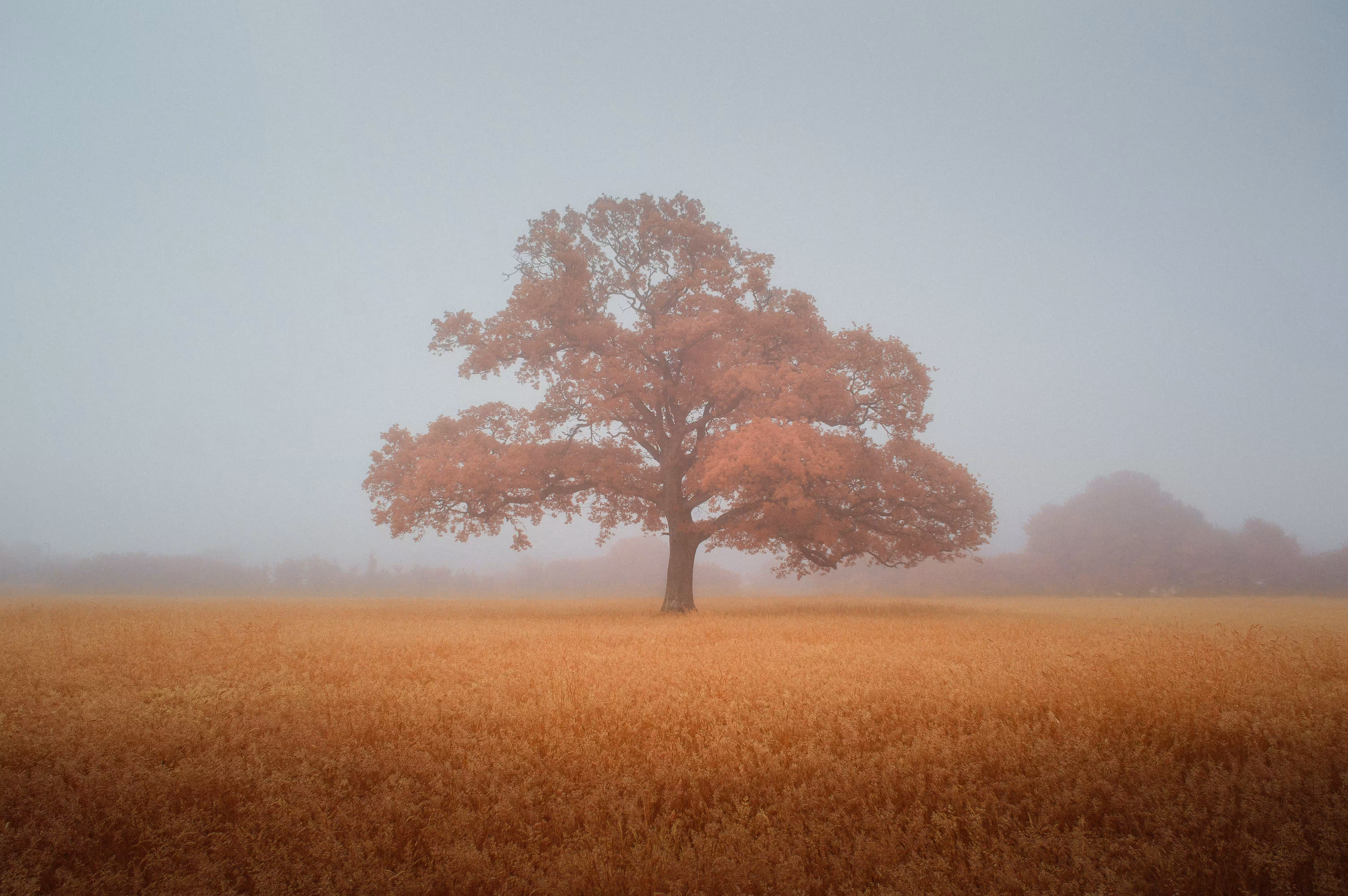 FOREVER AUTUMN - ANOTHER WORLD 5