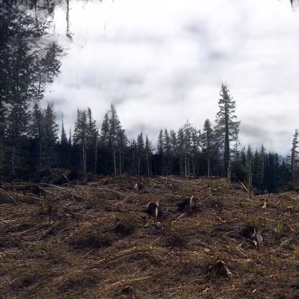 Fabricating Future Forests 0078