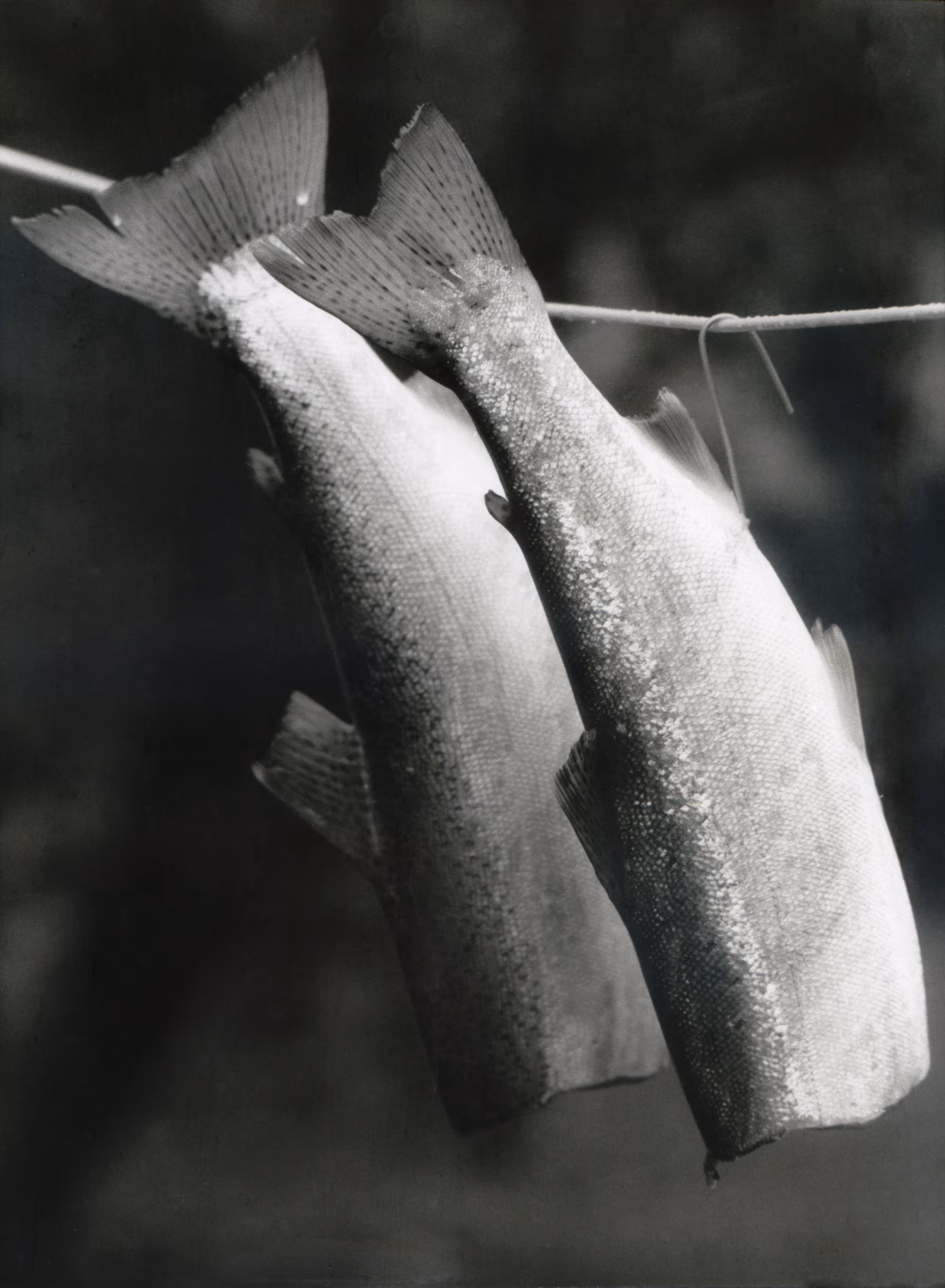 Untitled fish pairing 1987