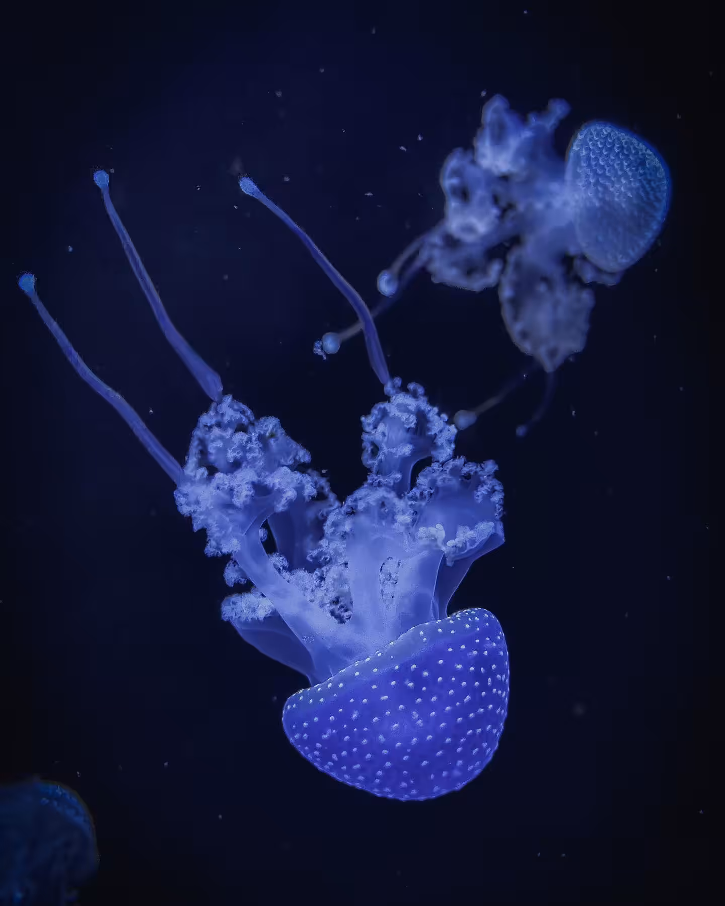 Blue Abyss