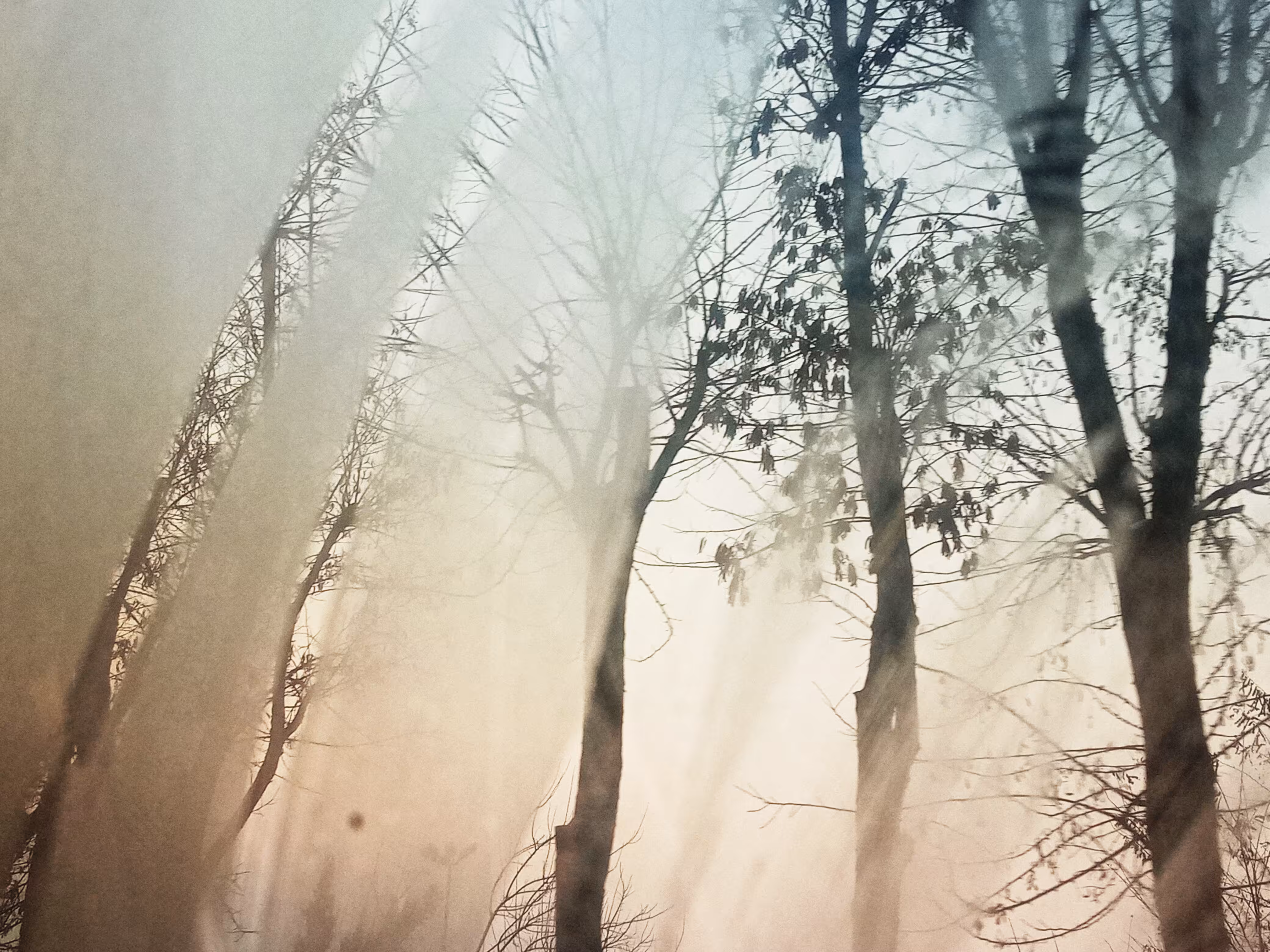 Workplace Trees #3