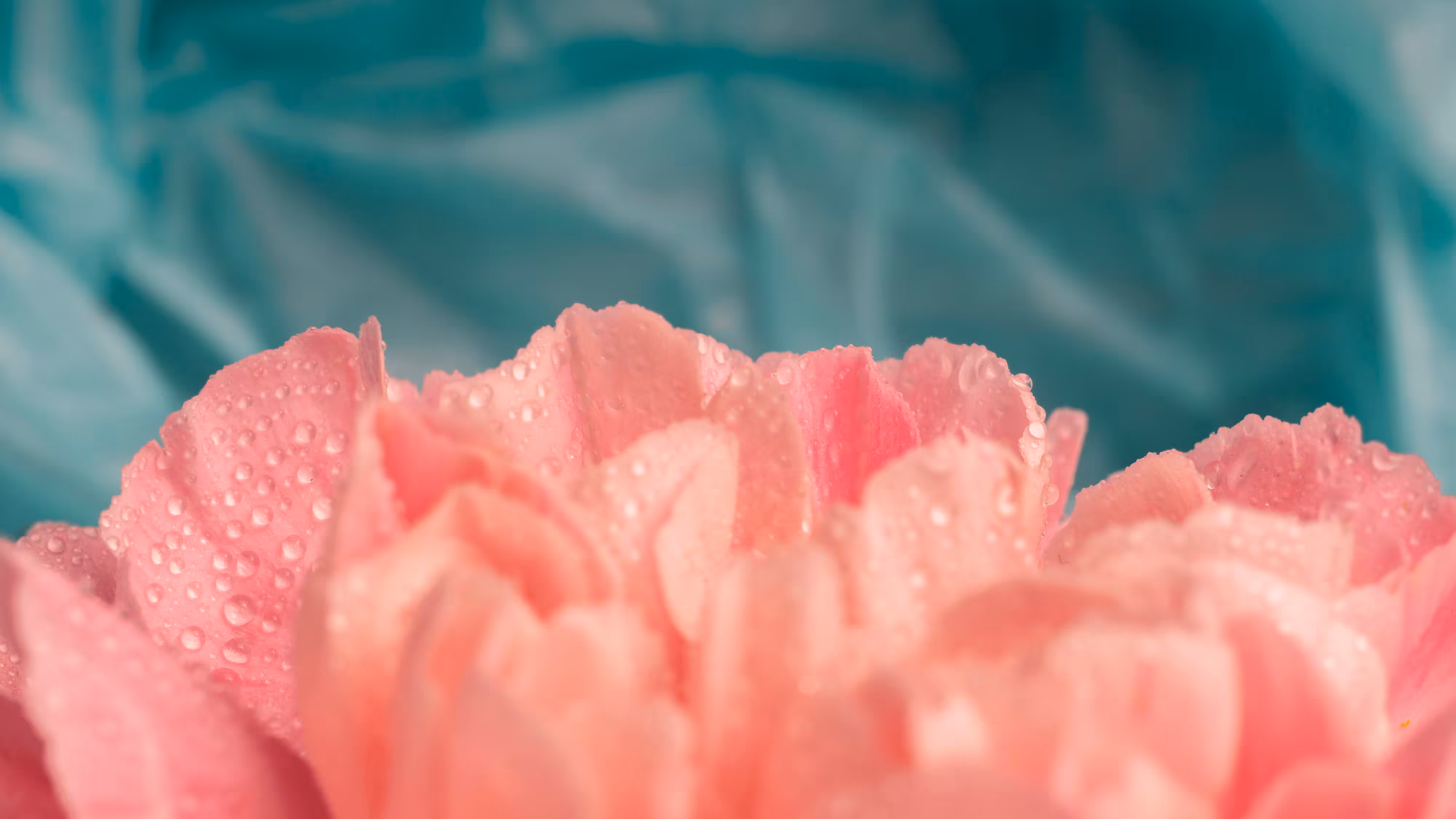Coral softness #2