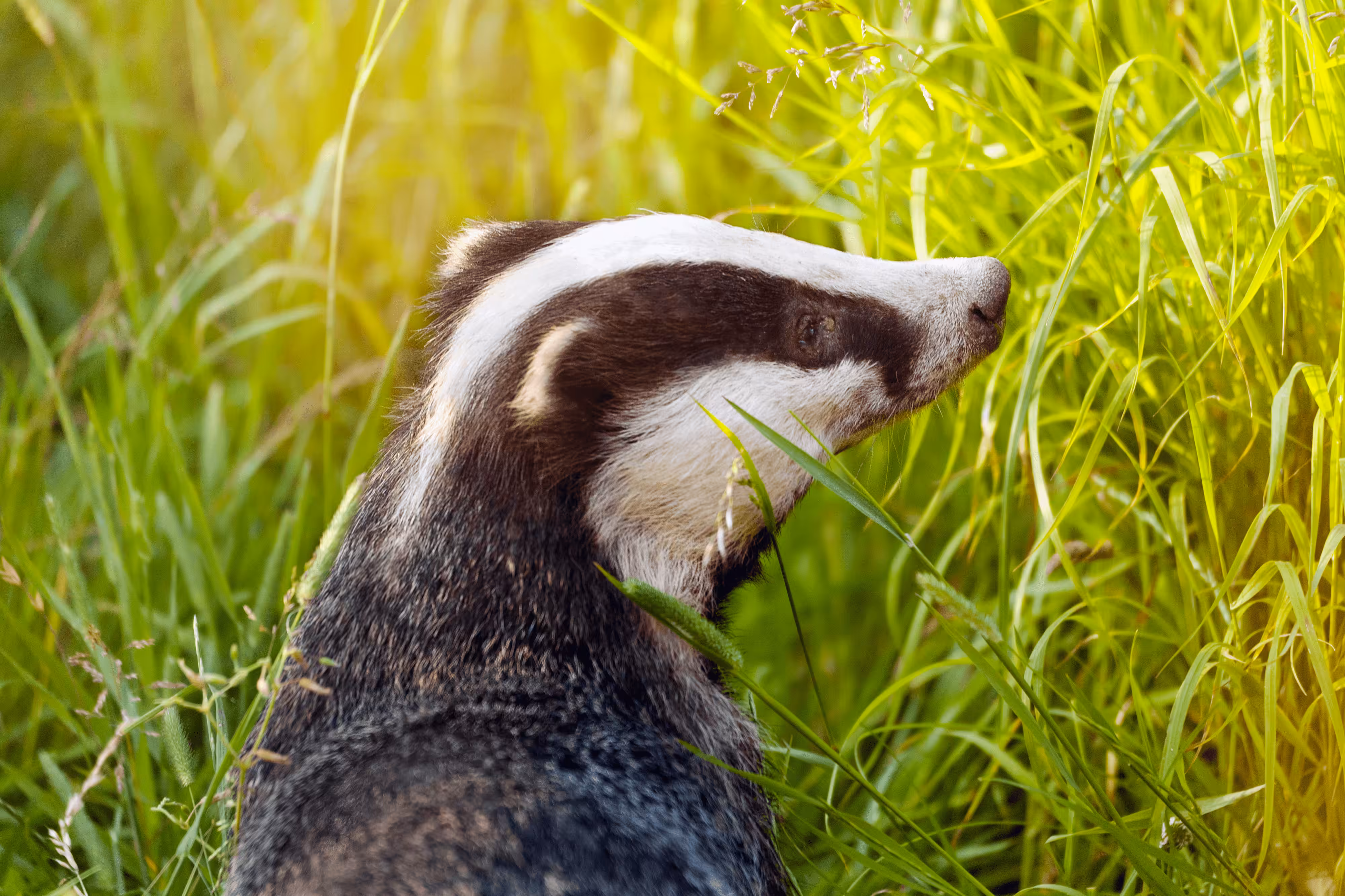 Badger in the Evening Sunlight