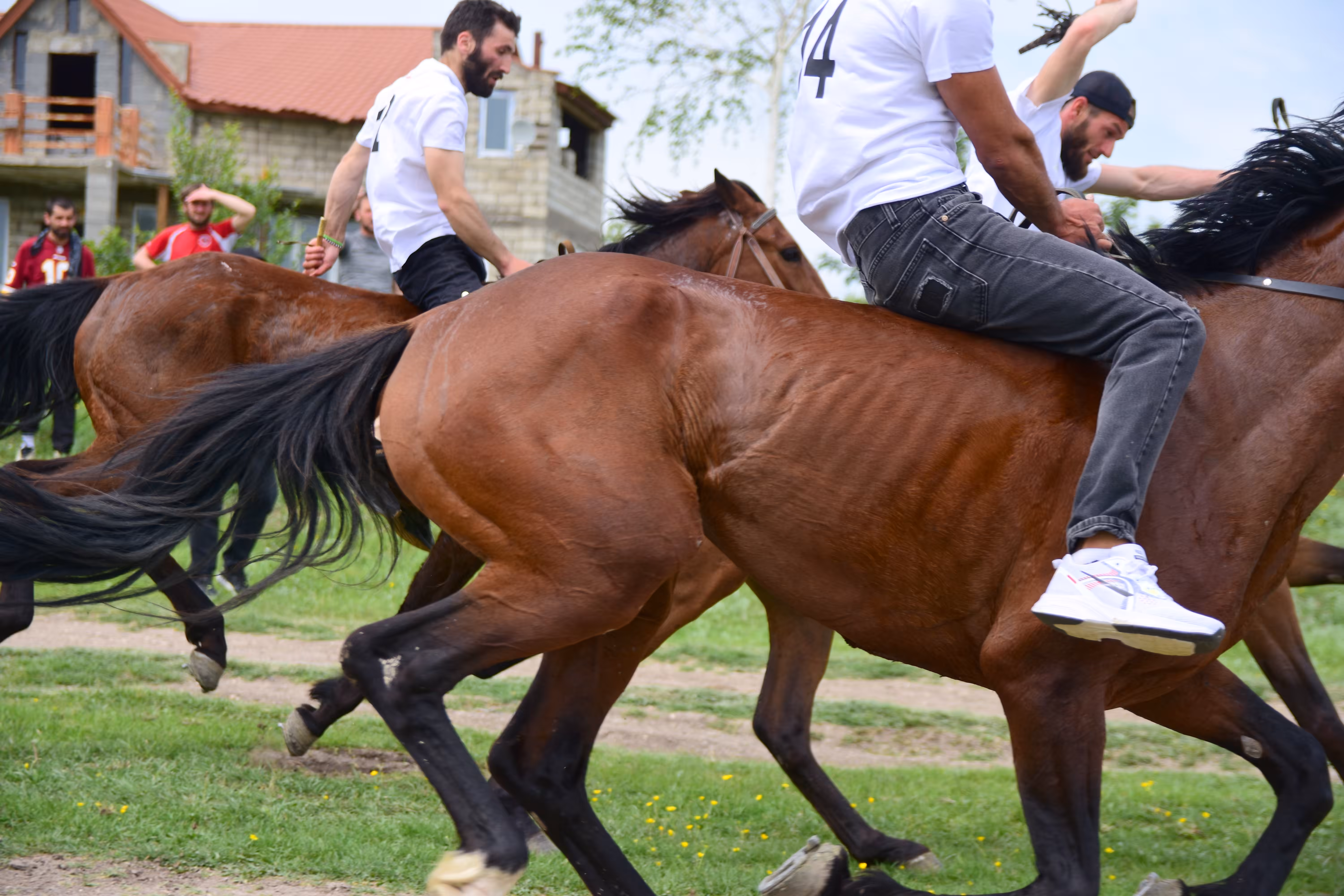 Horse Race 13