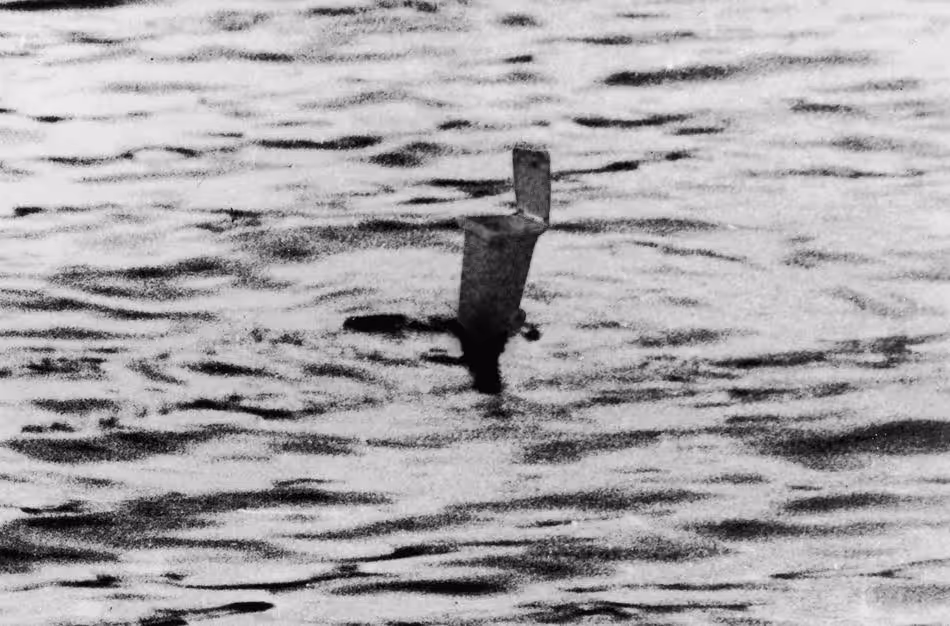 Robness Monster, 2022