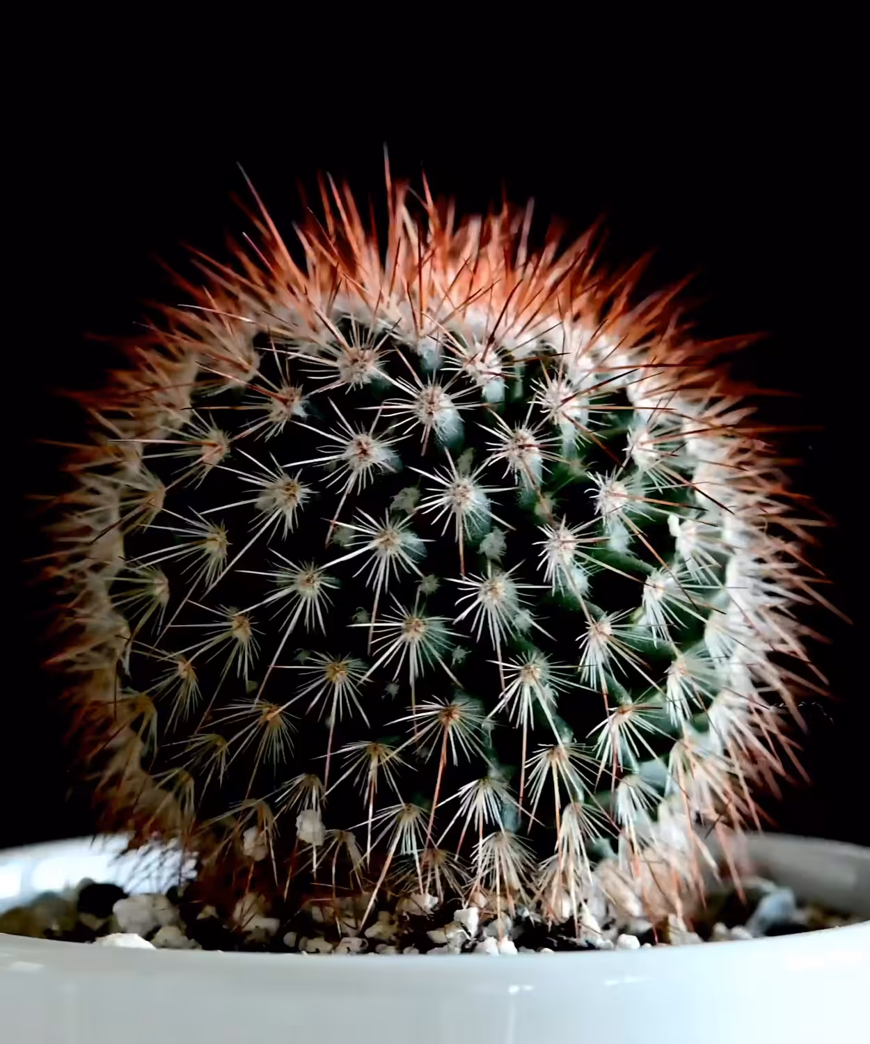 Cactus Zoetrope