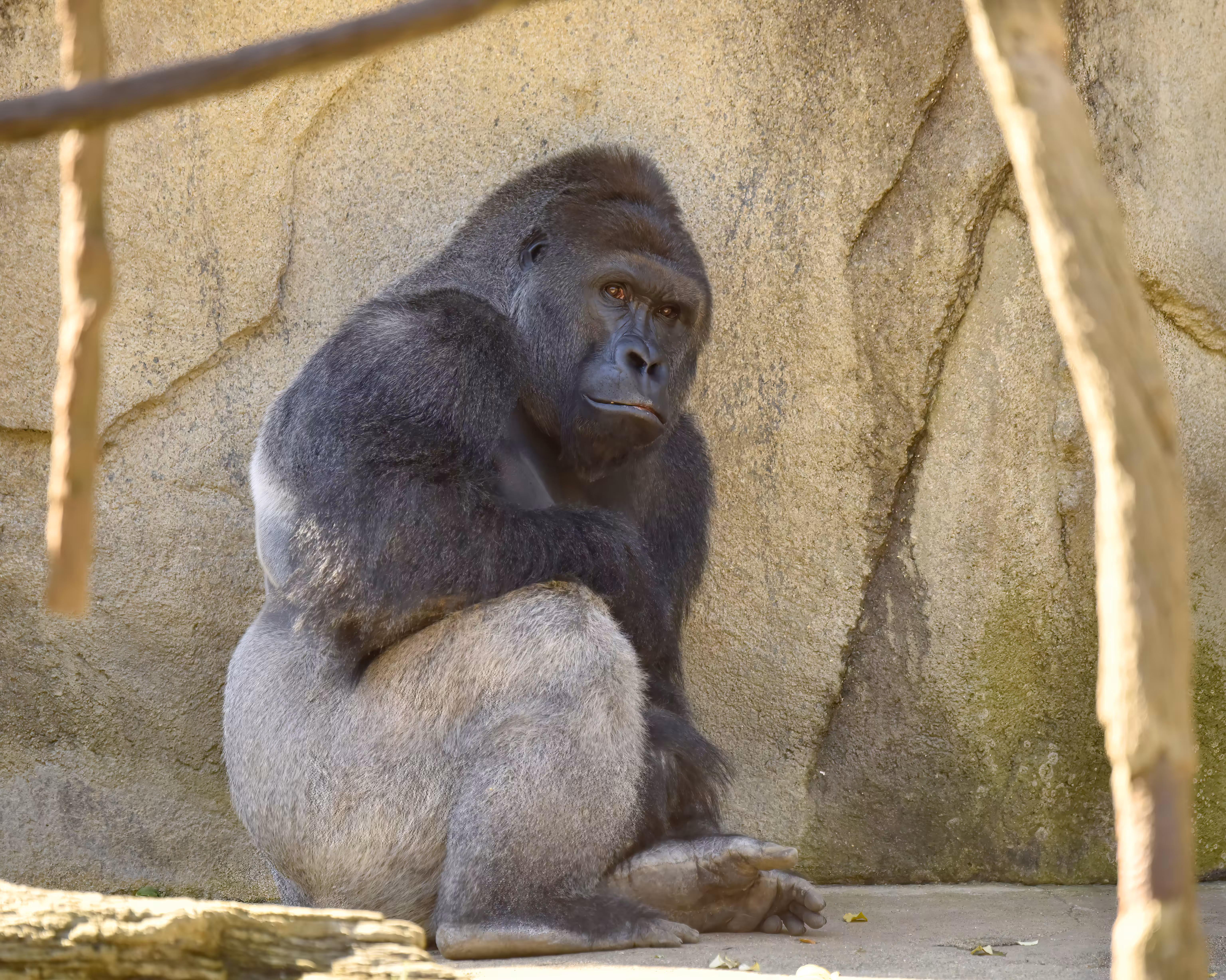 HARAMBE: LEGENDS #429