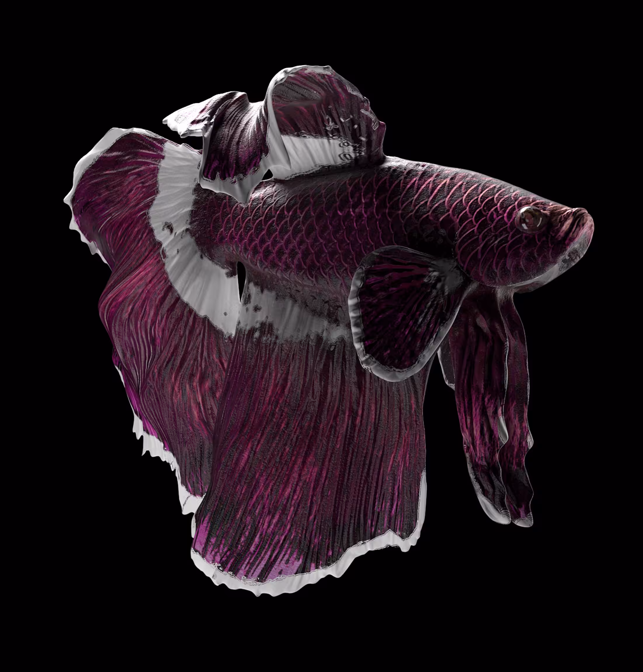 Fighter Fish #3