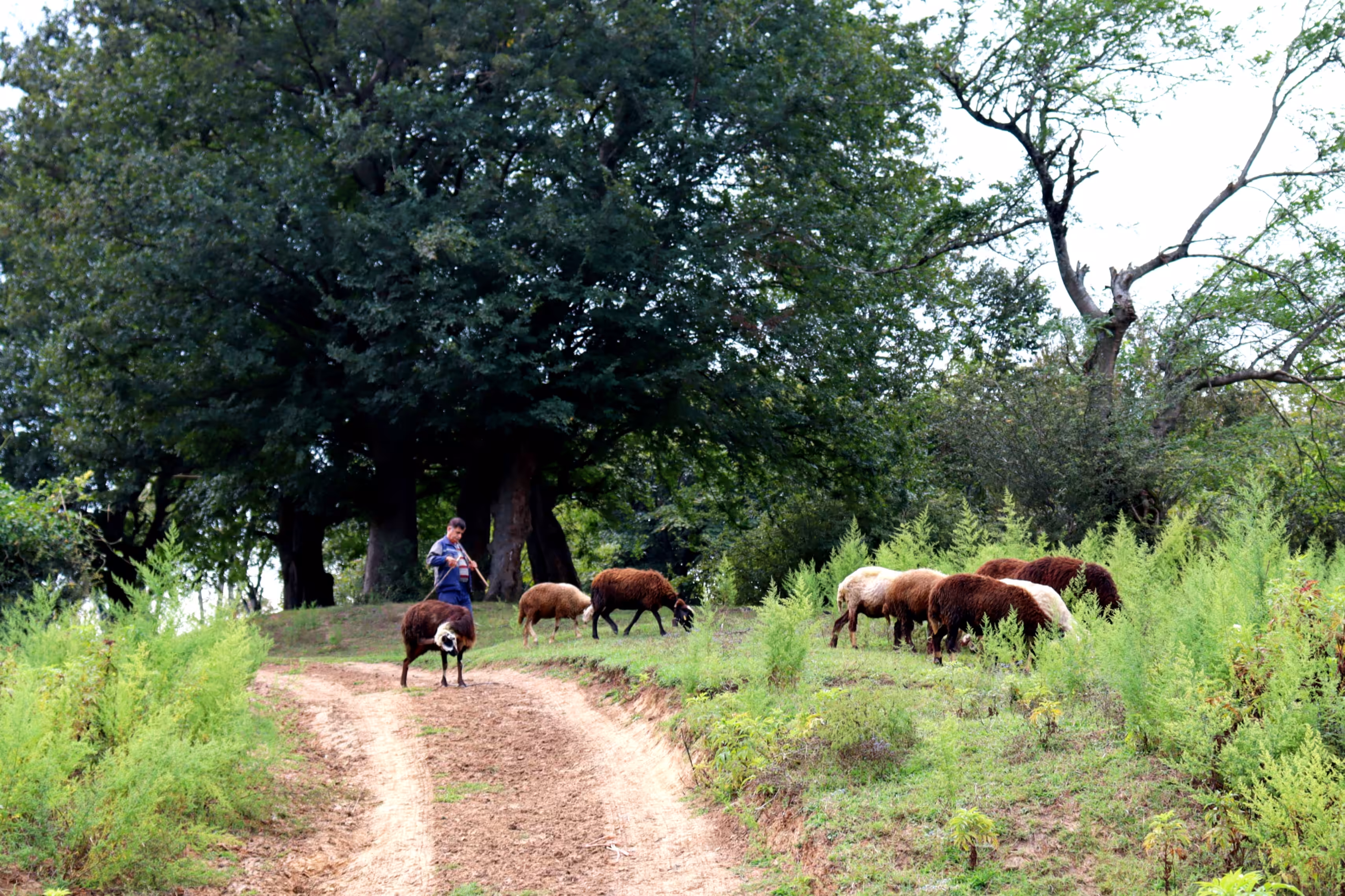 Village life