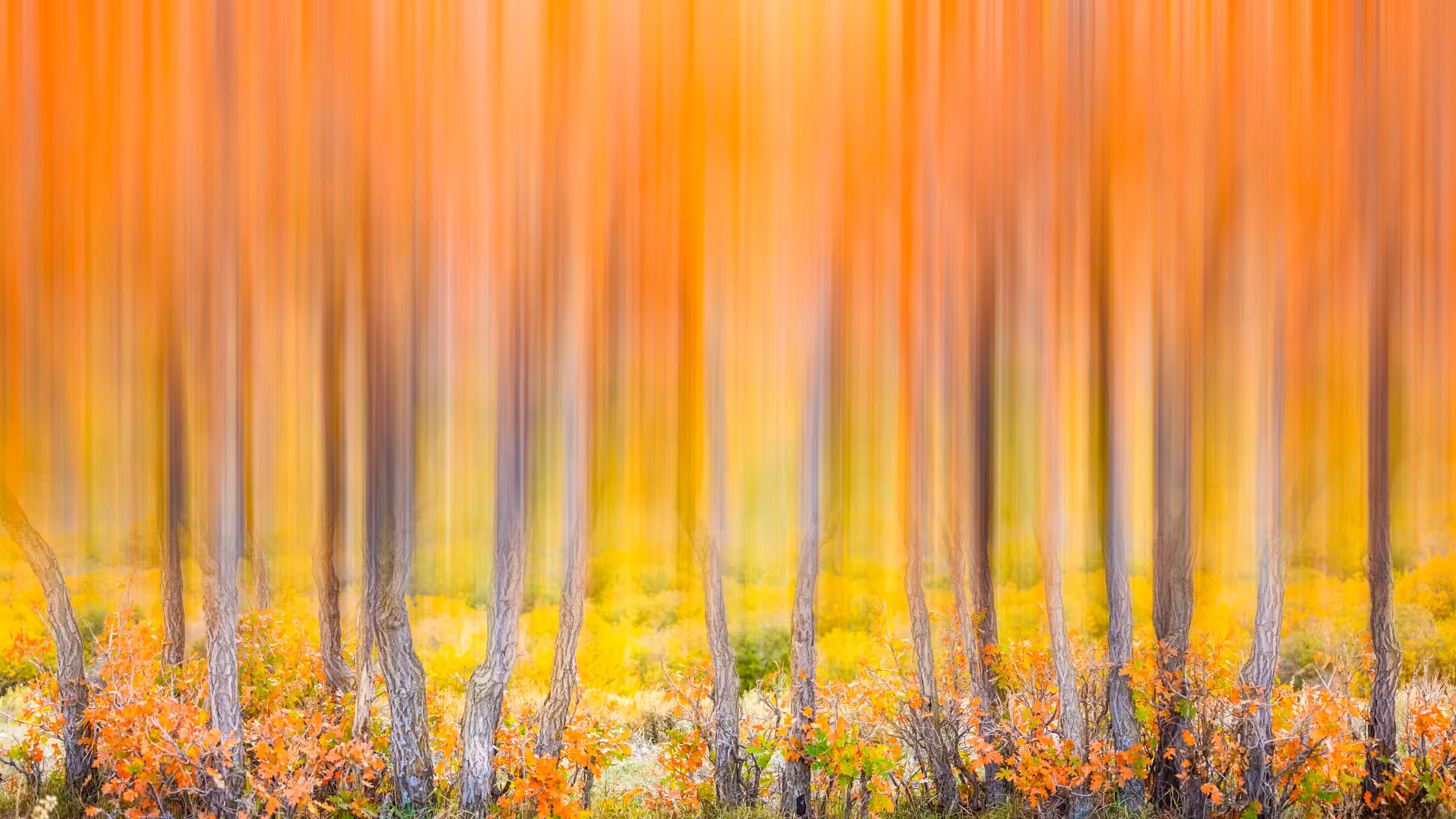Fall Flames
