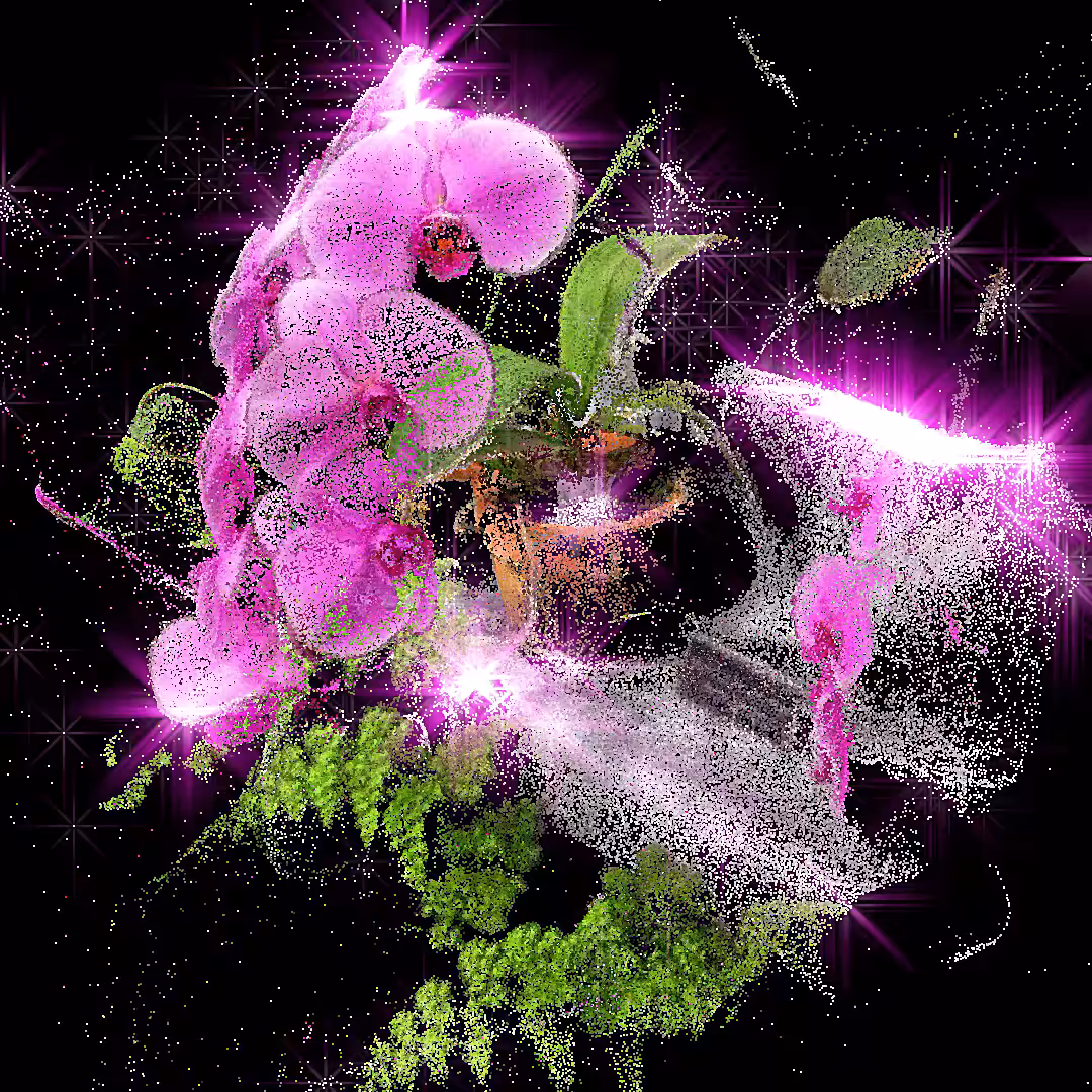 Phalaenopsis