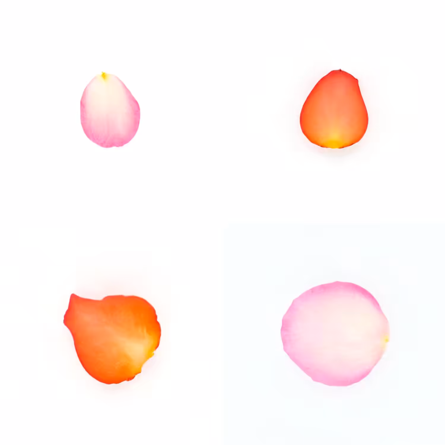 Infinite Petals 2x2#20220