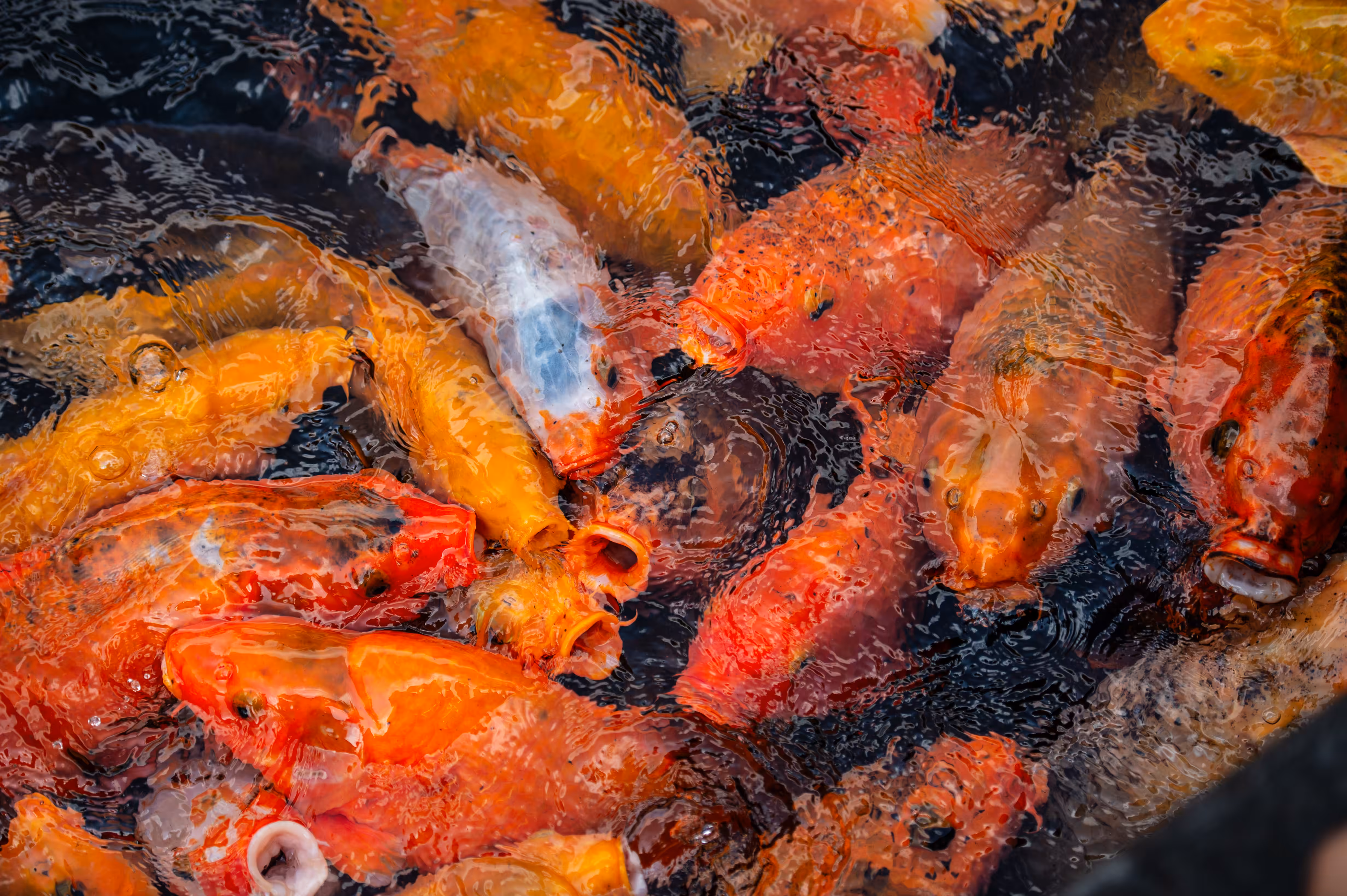 Oxygen - Fish Pond 