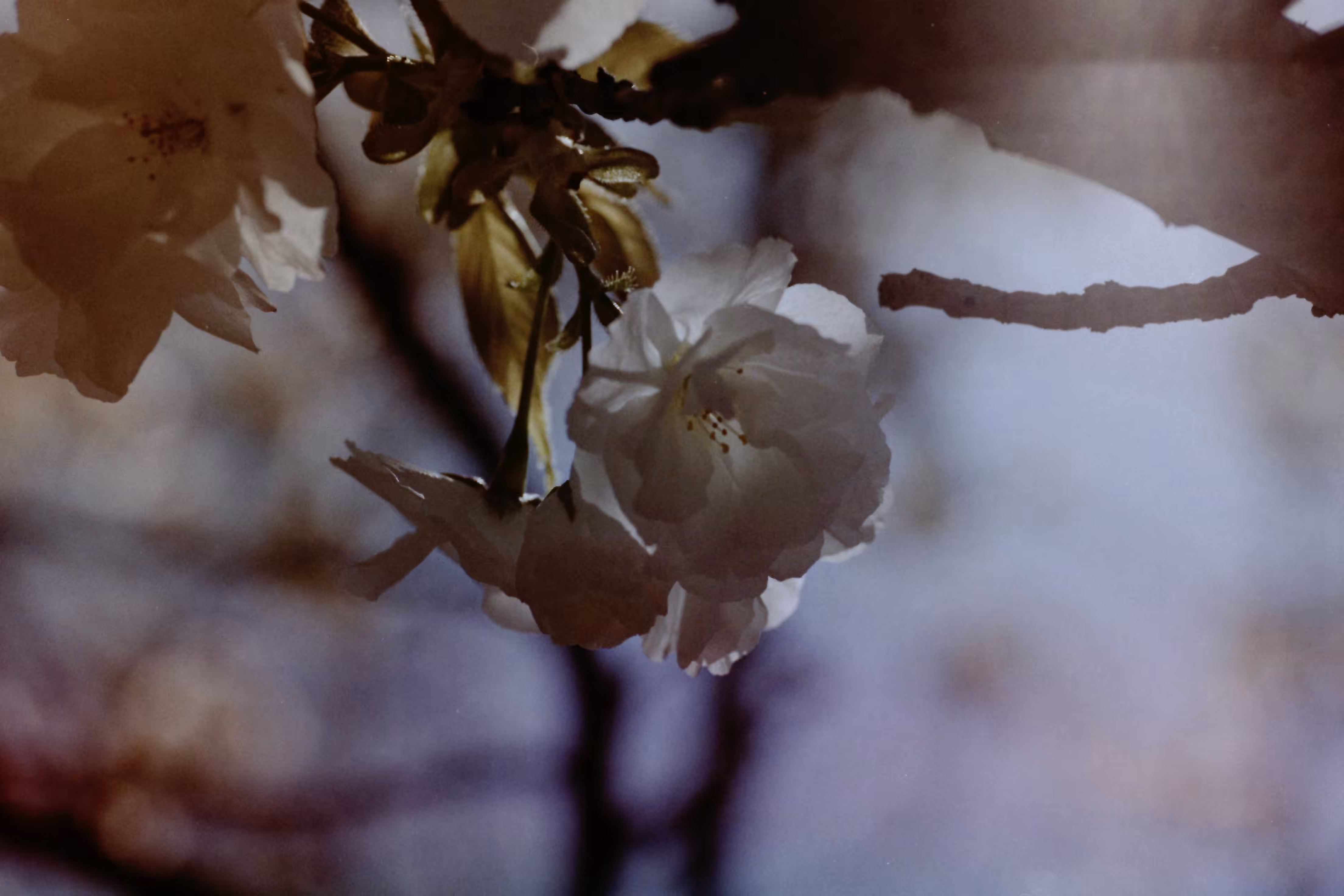 Heaven Series: The World of Film - Beautiful World