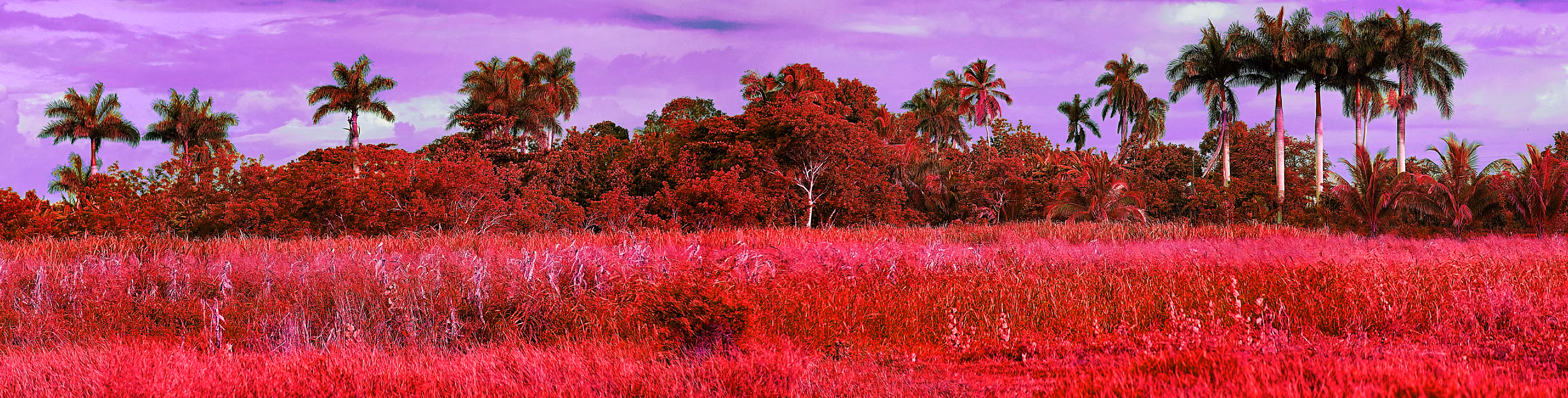 Panoramic in red