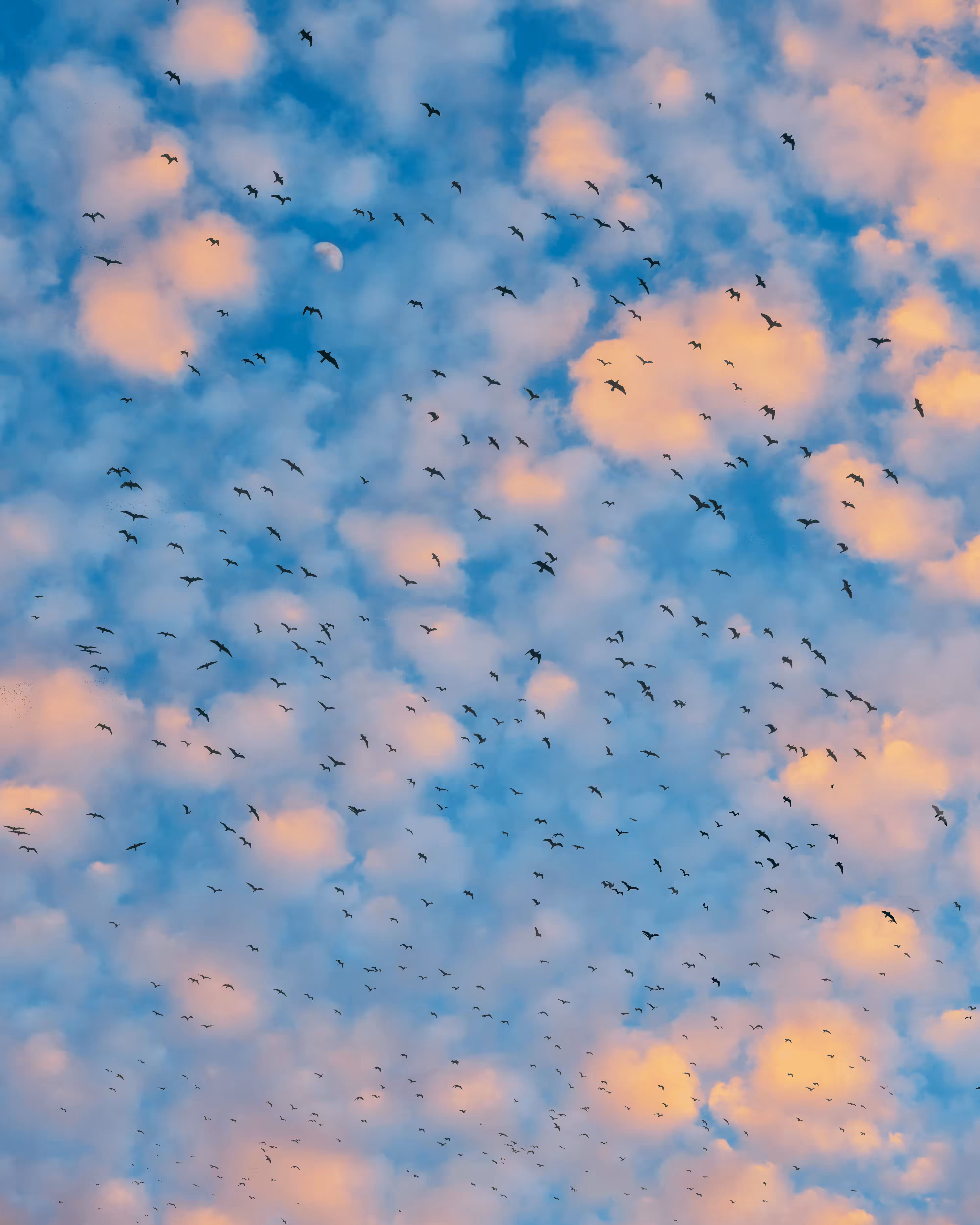 Flock of Us #9