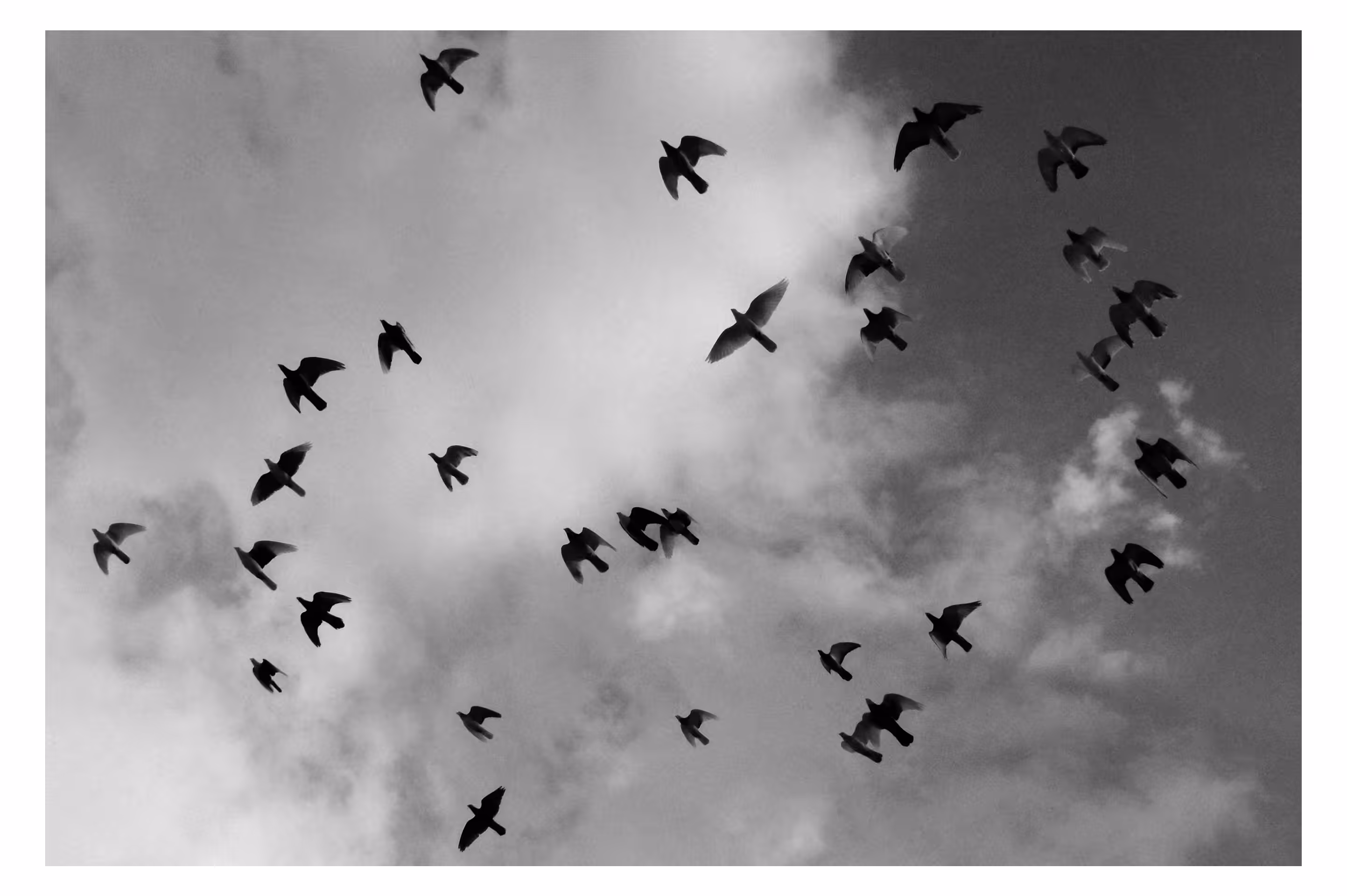 Pigeons 