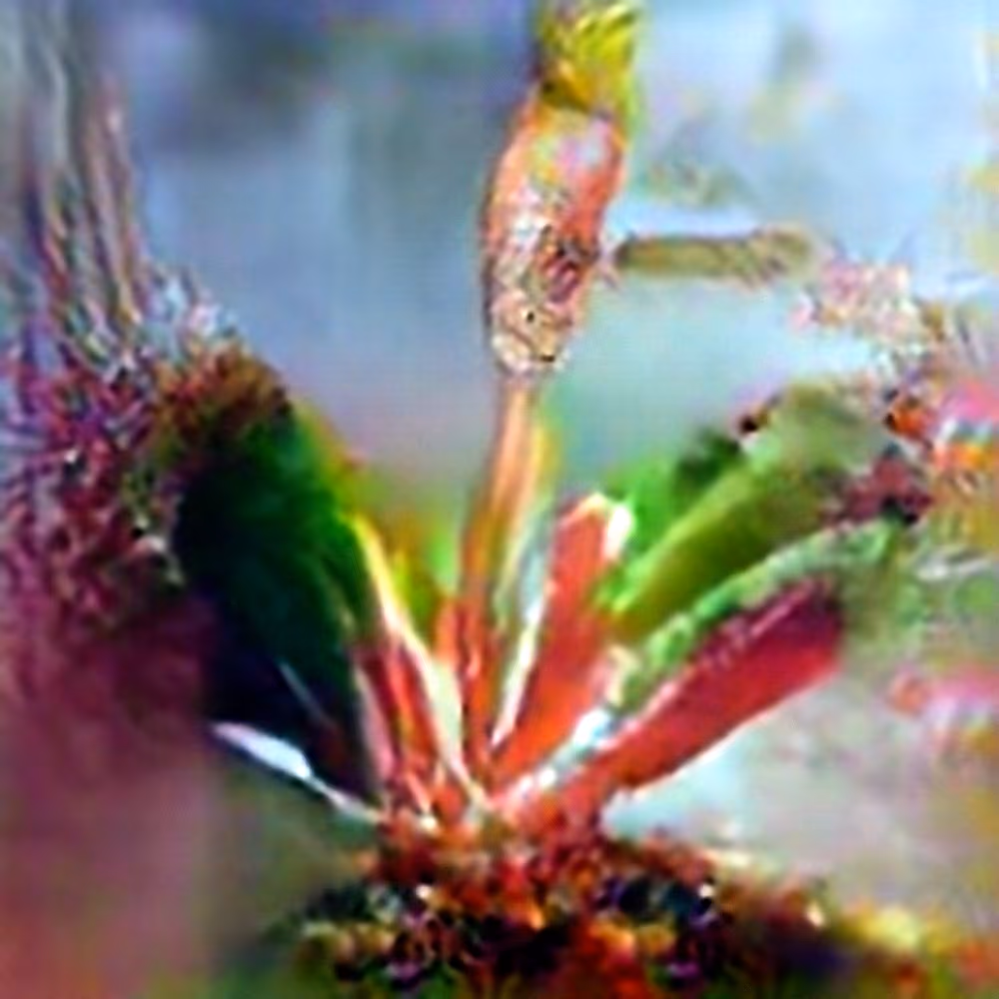English Sundew #1 (Corpus: American Predators)