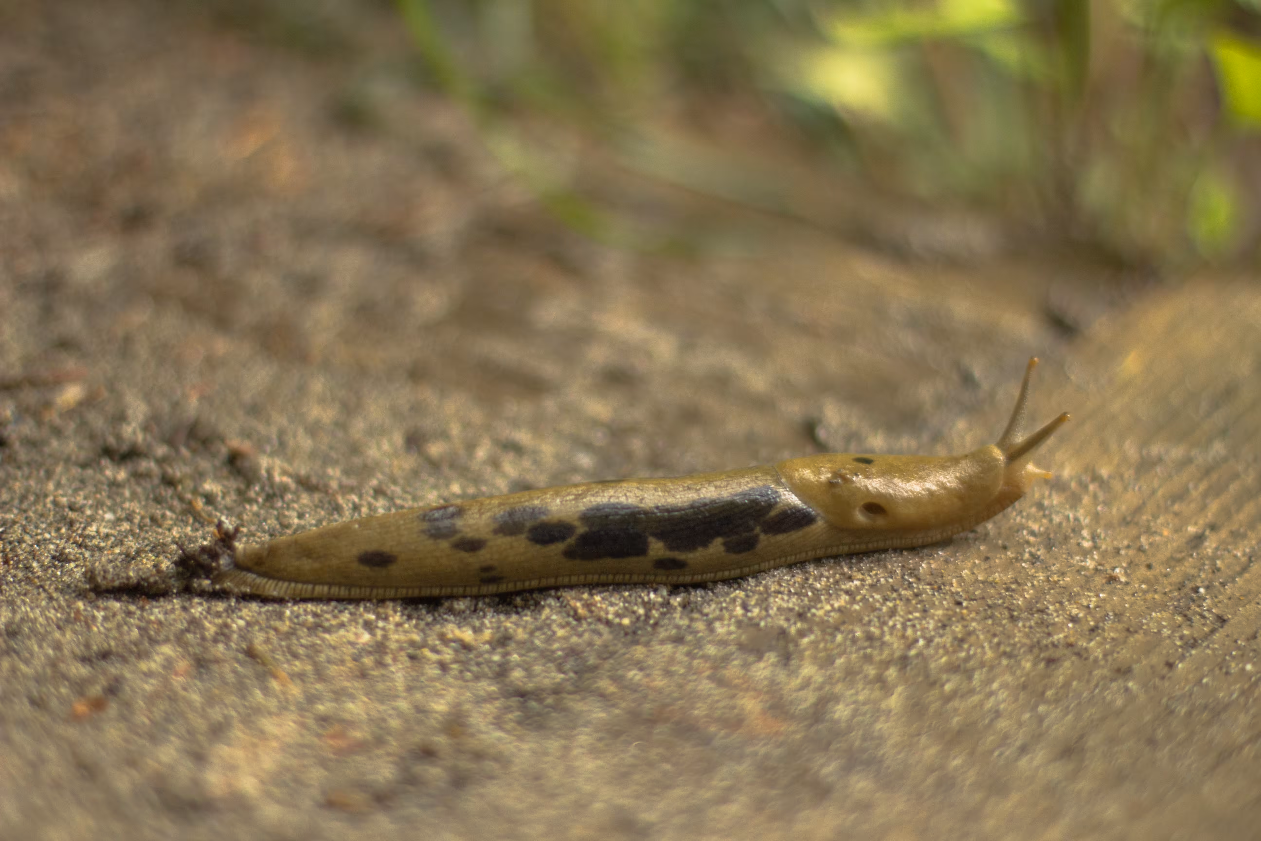 slug