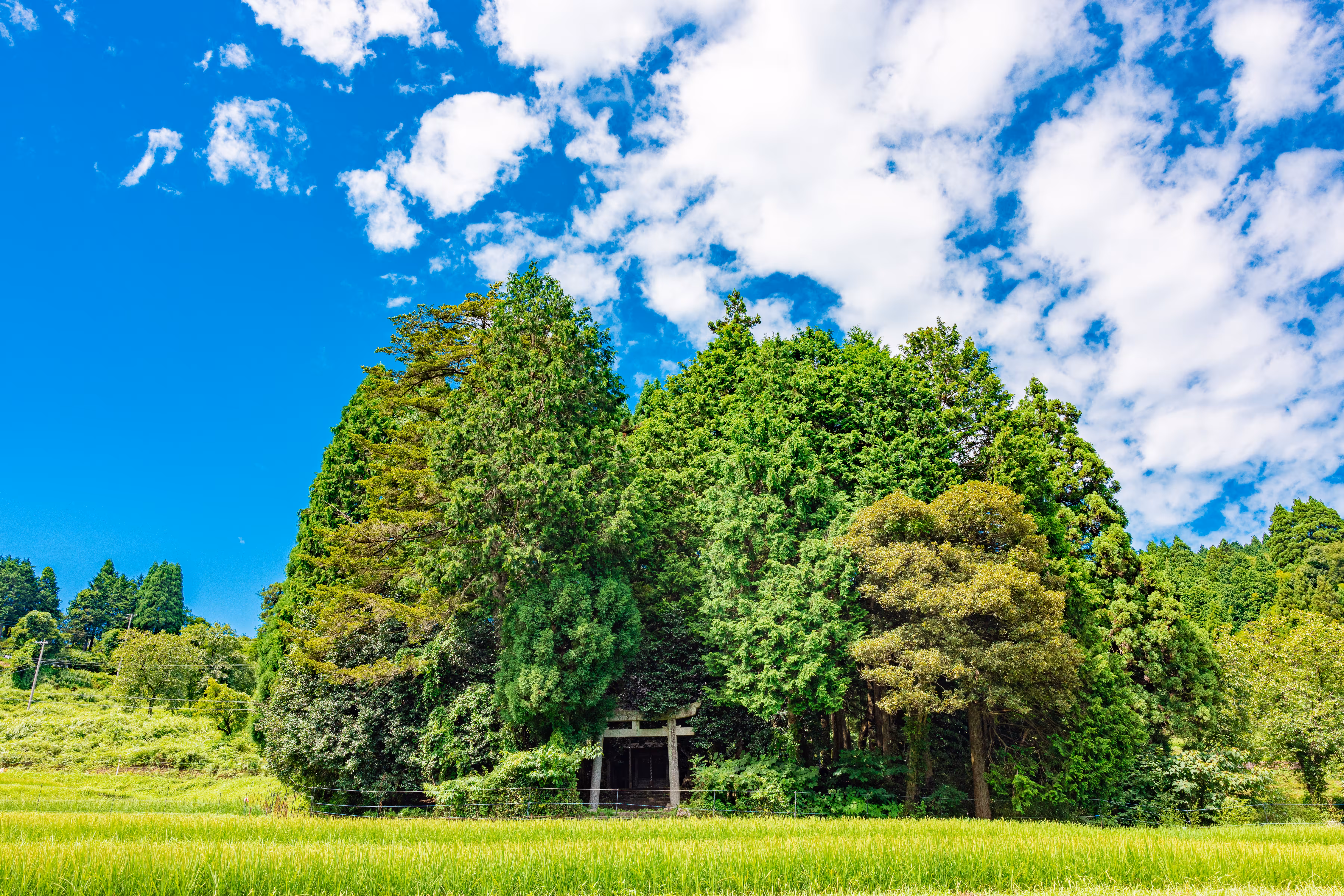 A mysterious forest shrine visited in the summer