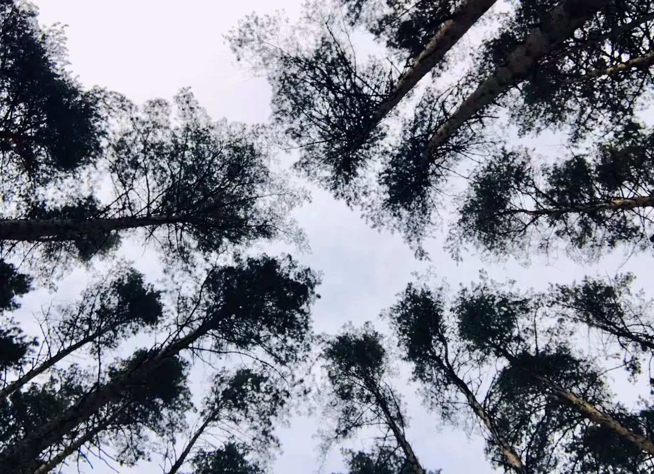 Pine clouds