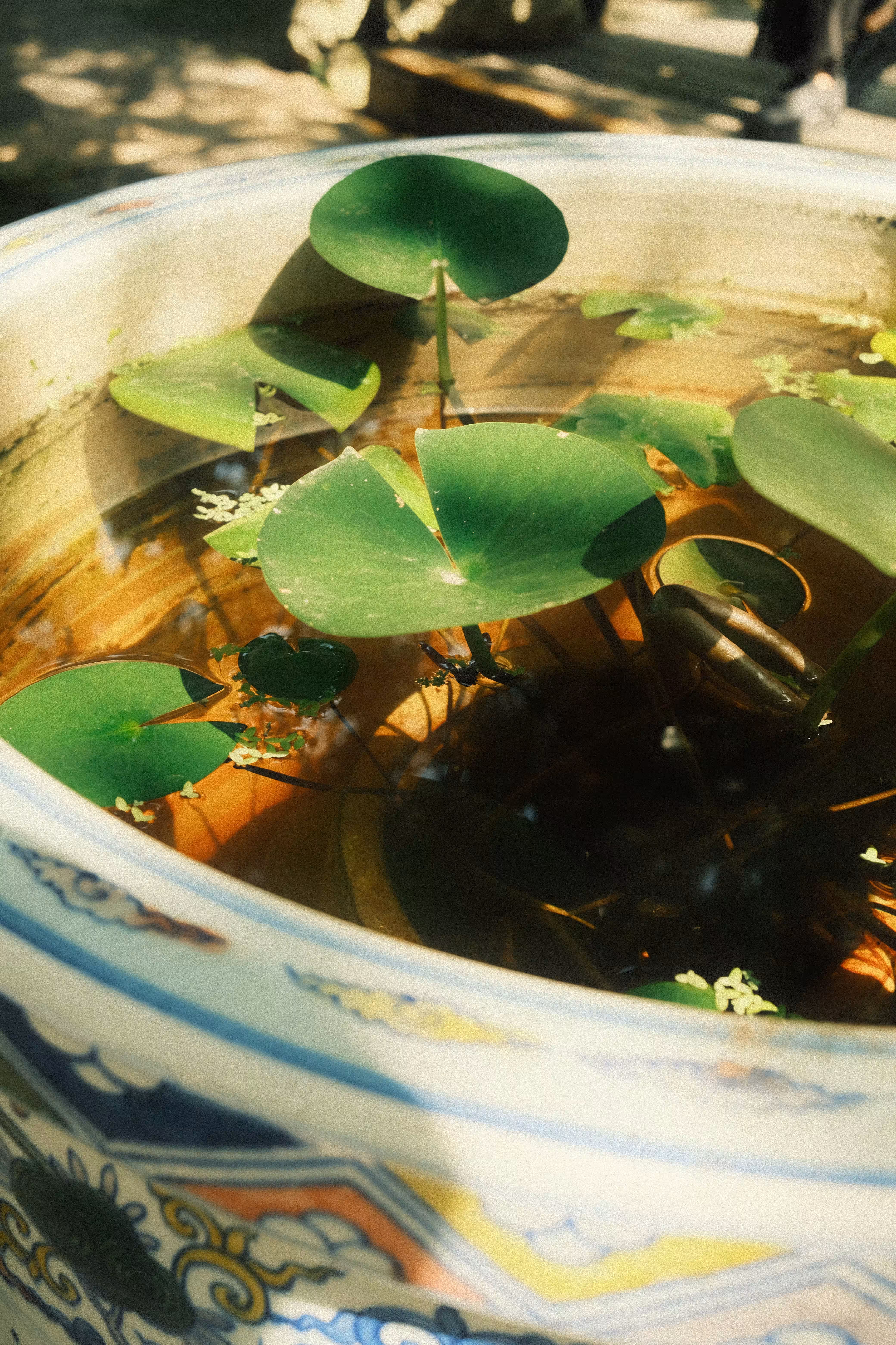 lilypads