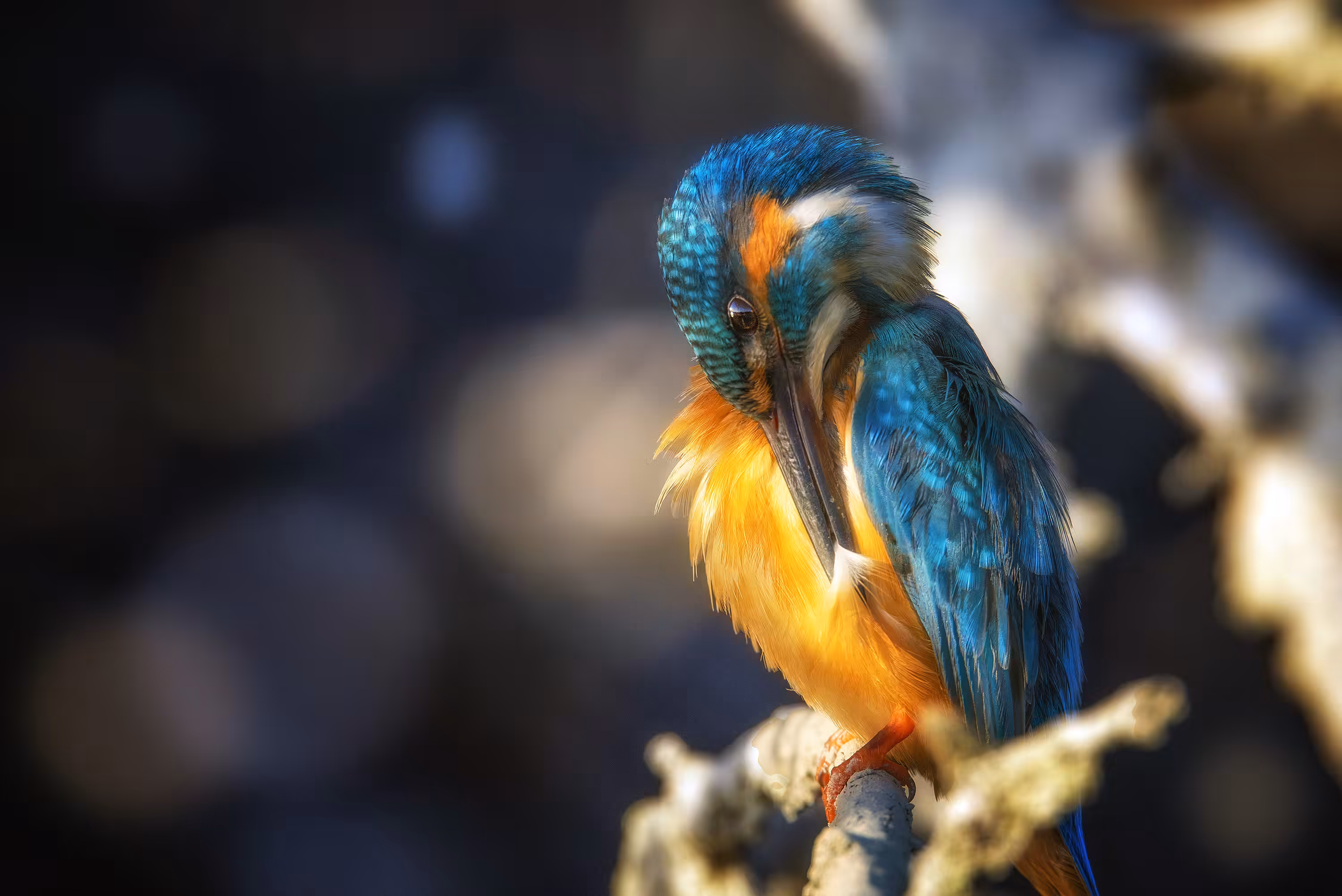 colorful bird