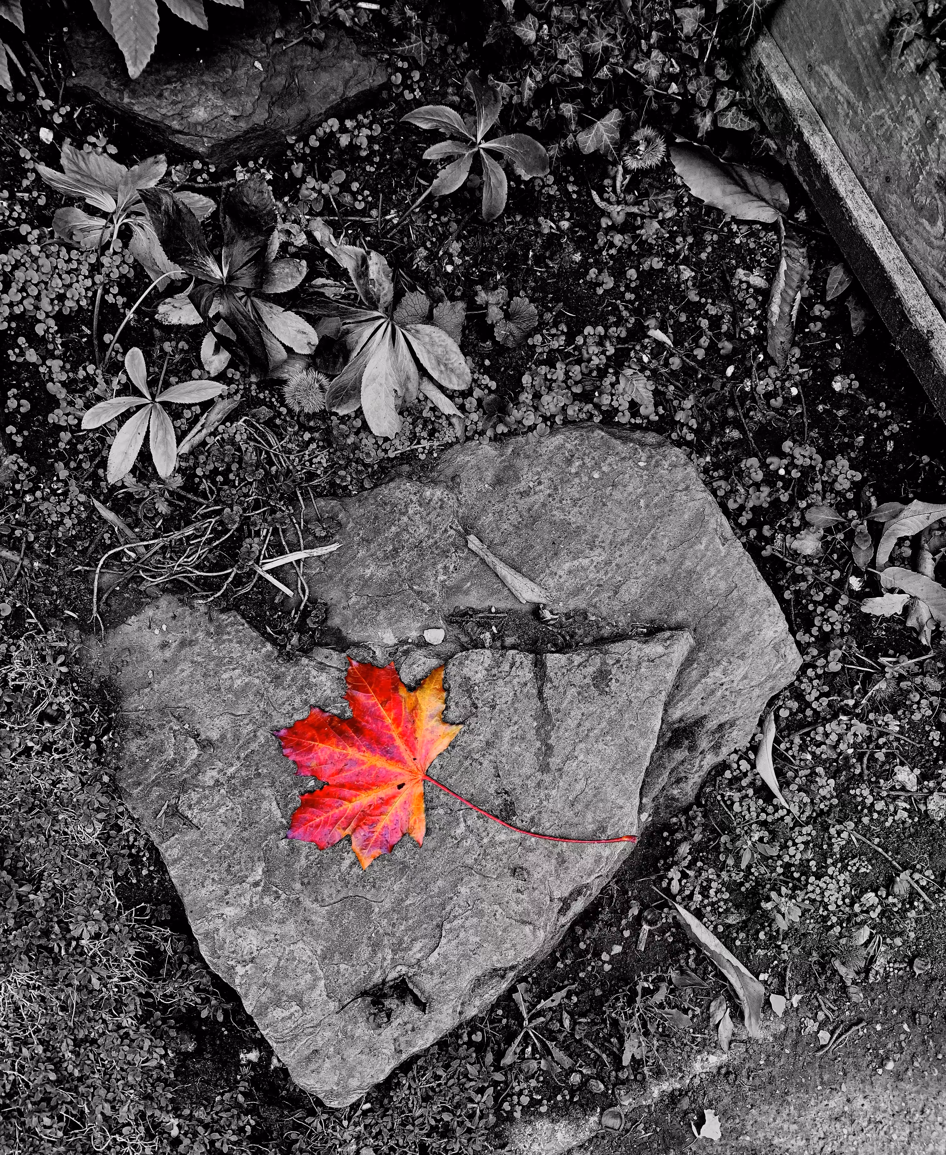 Maple Rock