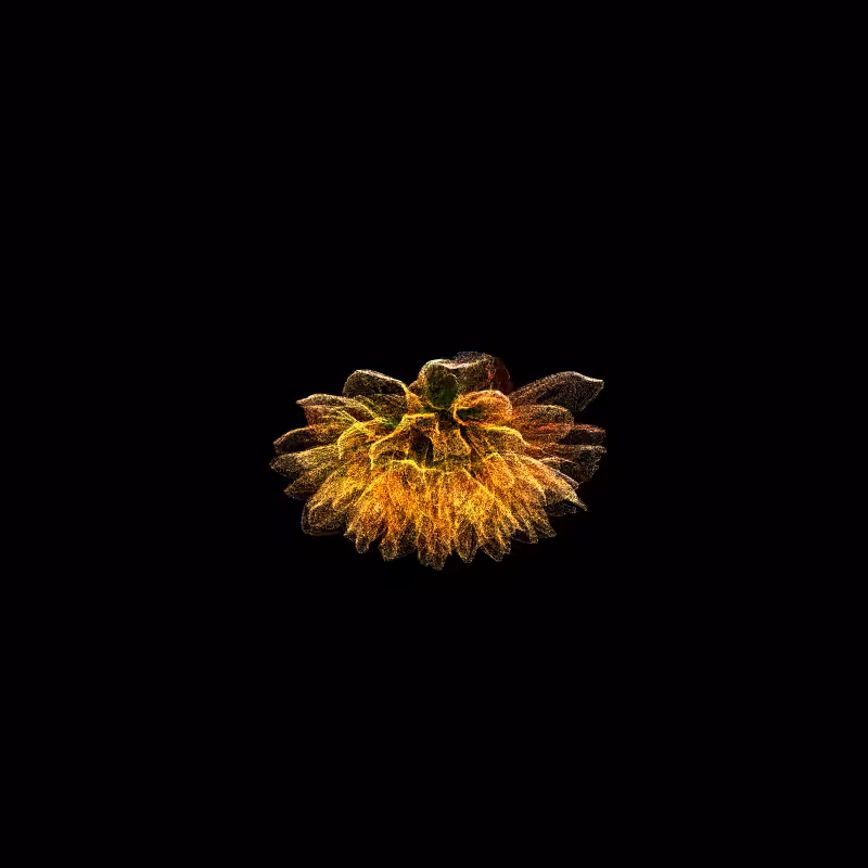 Dahlia Pinnata 30 #37