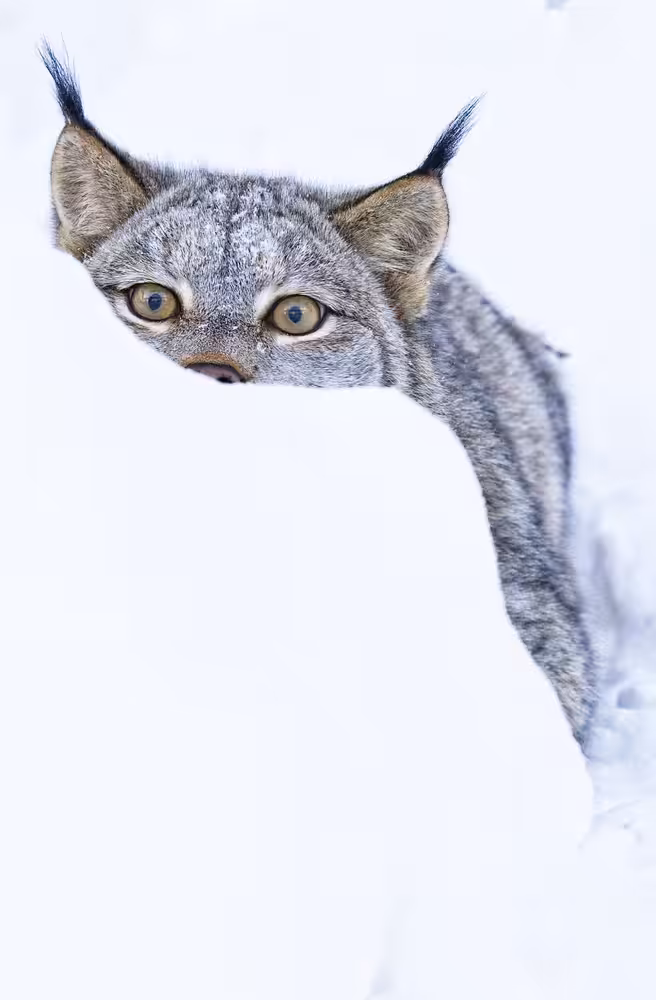 Hide and Seek
