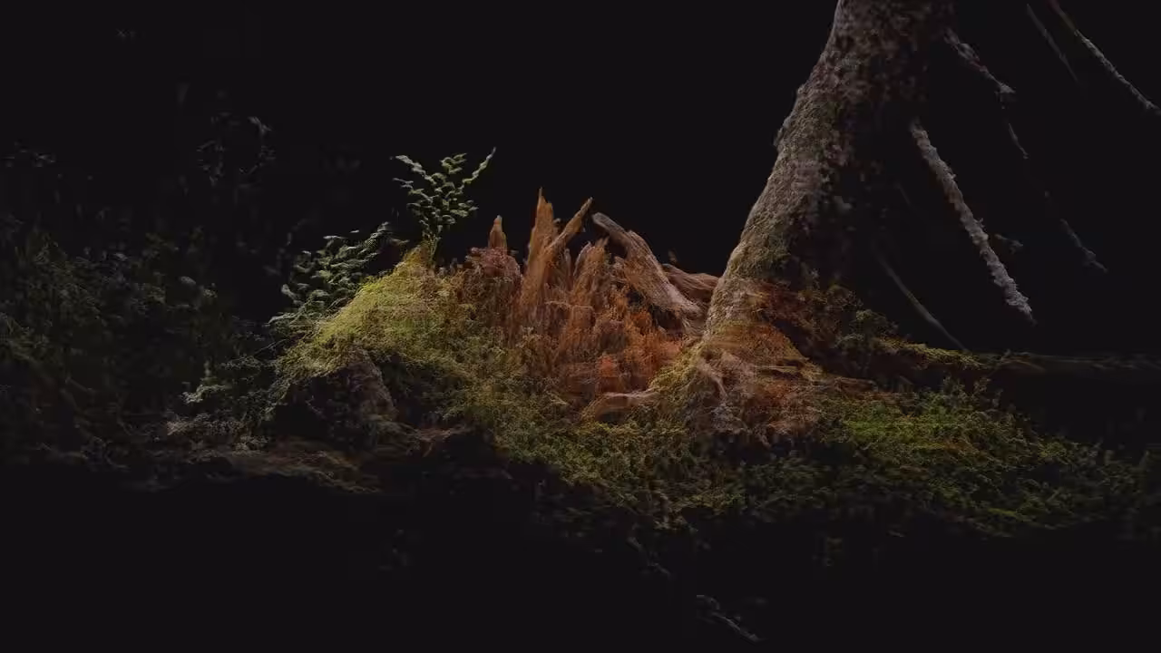 forest growth