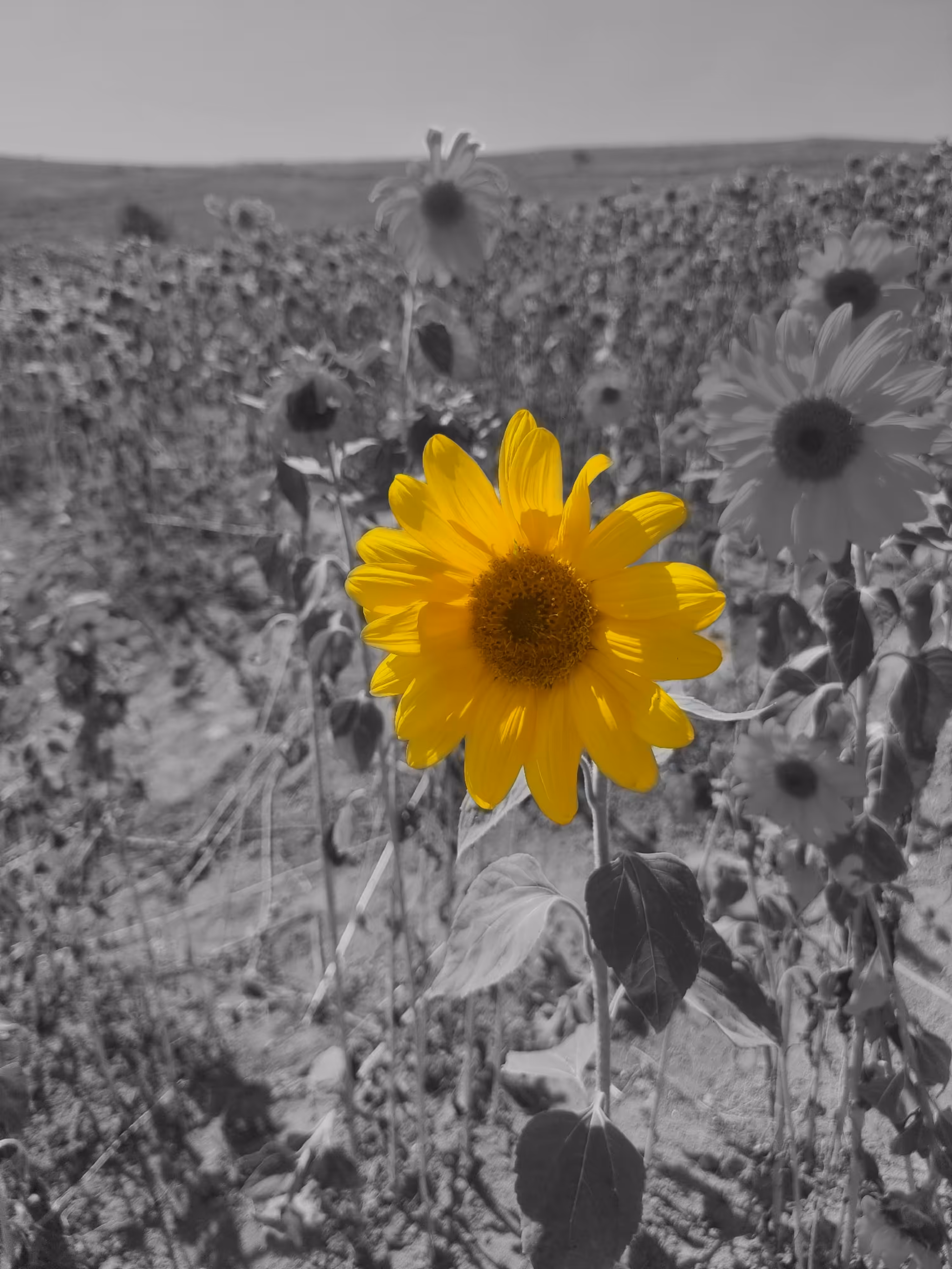 Shine of Hope