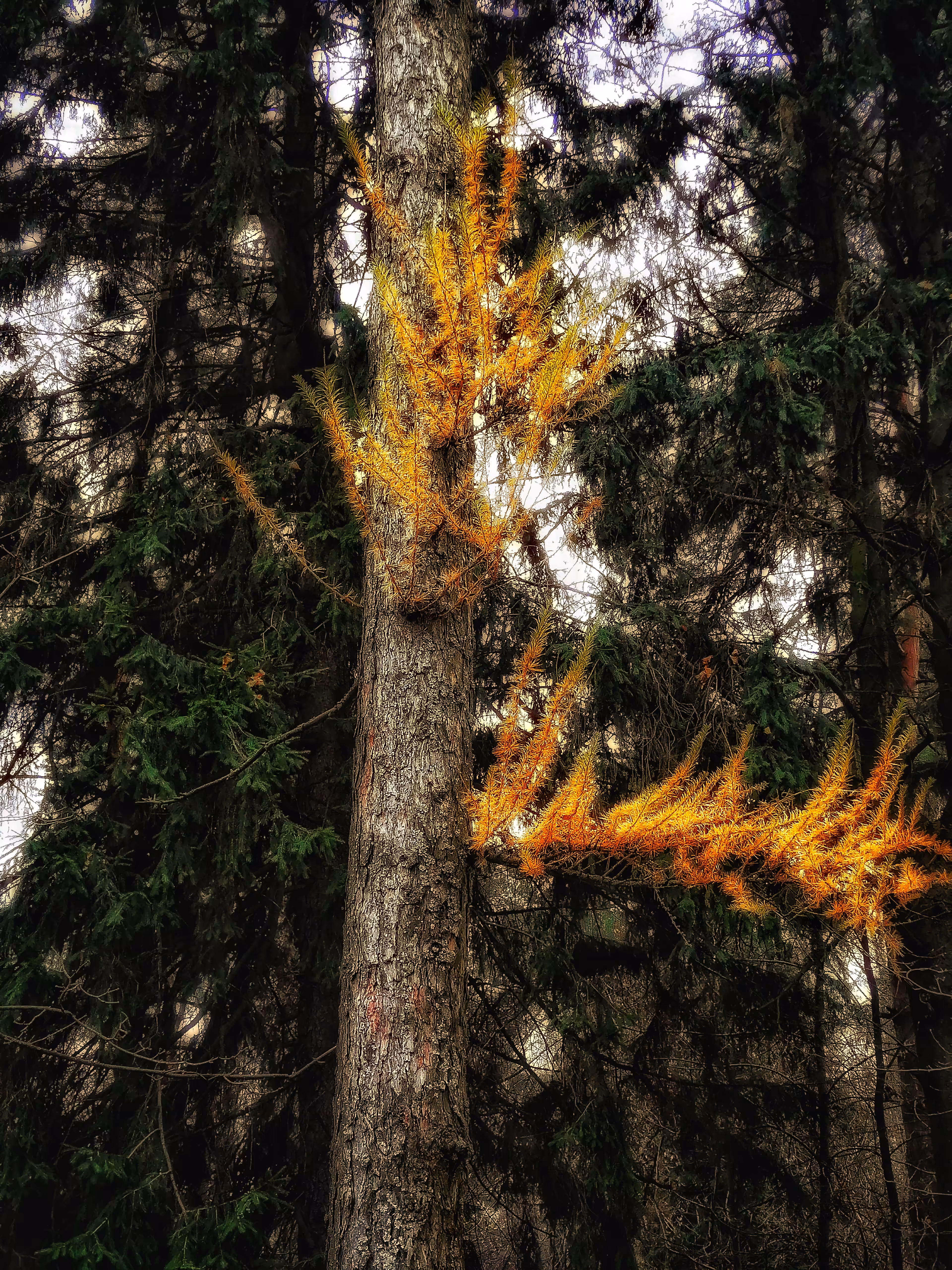 Magic of Autumn #1