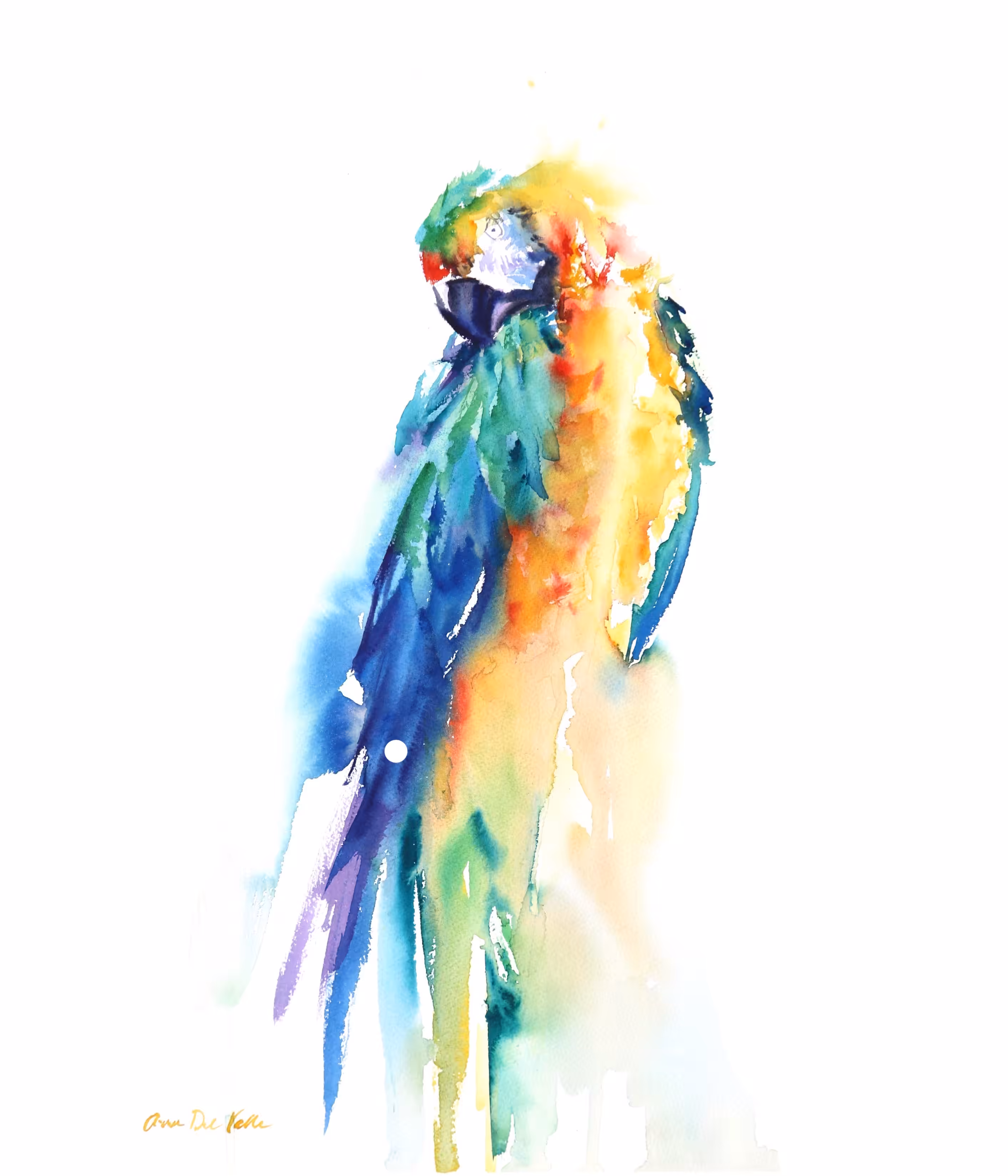 Blue and Gold Macaw