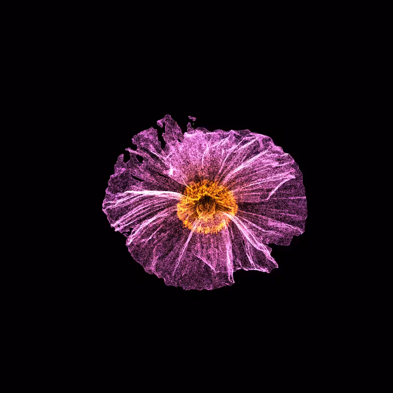 White Poppy 30 #161