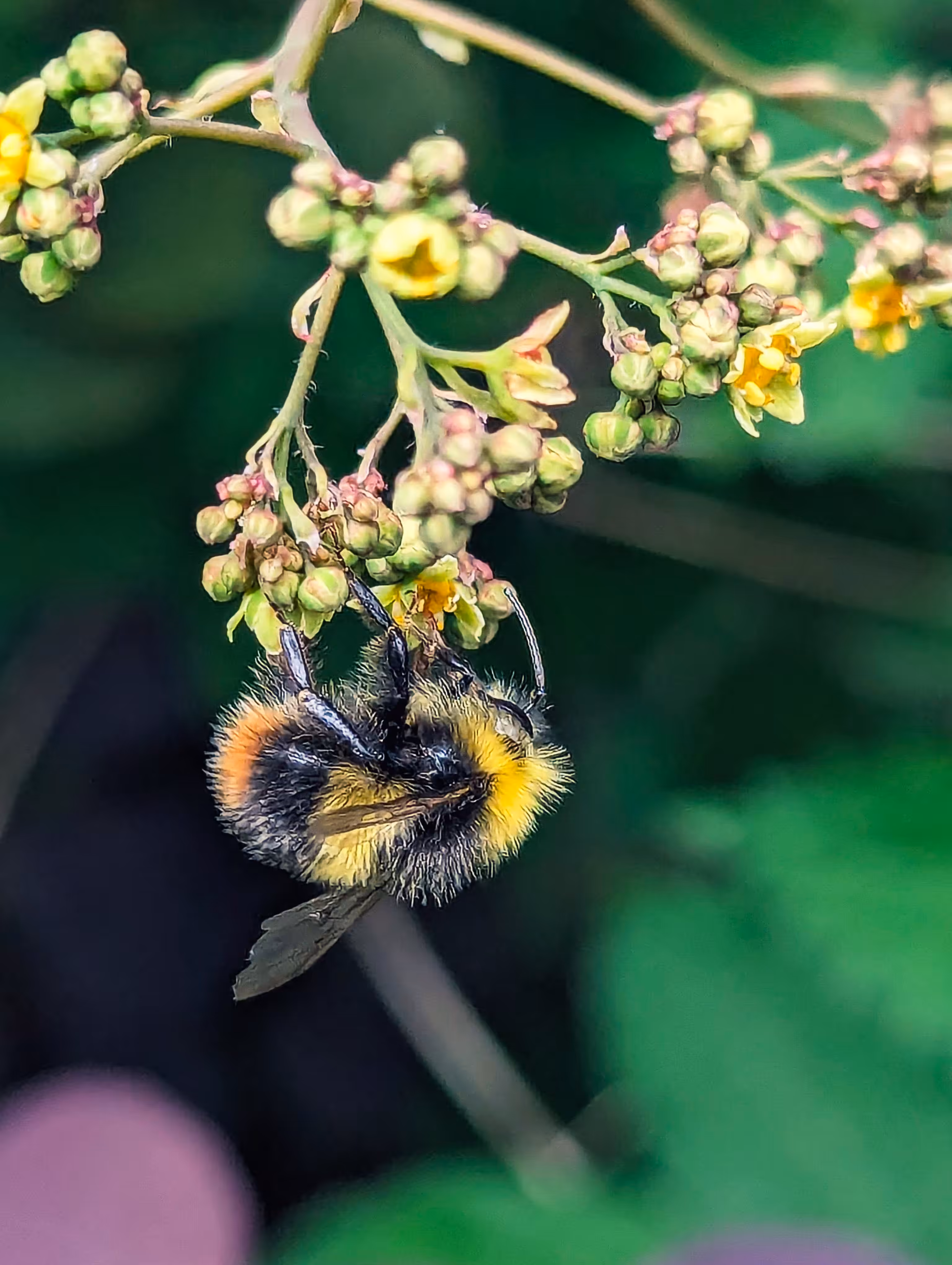 Luke_0x1 Photography : Early bumblebee